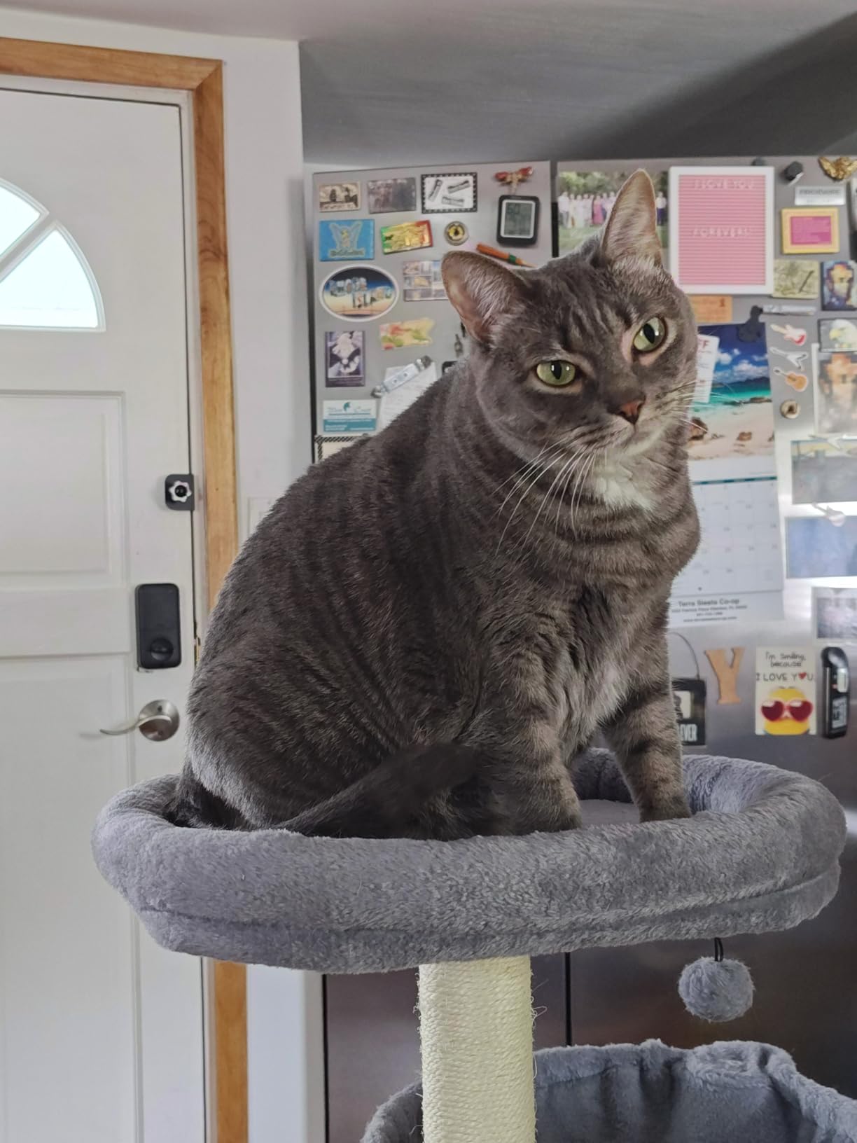 YUNIQUE Cat Tree with Cat Condo and Big Hammock, Grey customer photo 1
