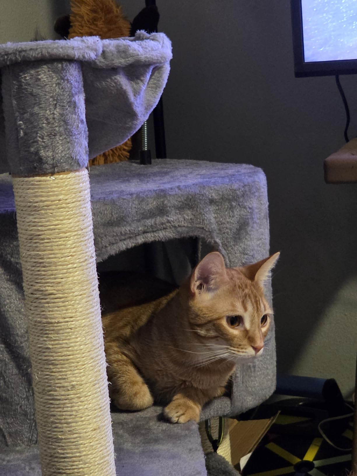 YUNIQUE Cat Tree with Cat Condo and Big Hammock, Grey customer photo 2