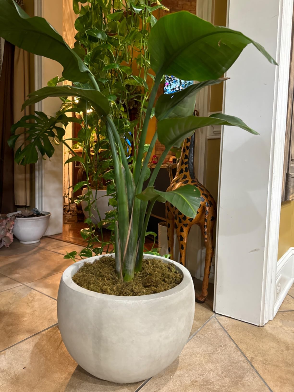 Kante Large Round Bowl Charcoal Concrete Planter 20