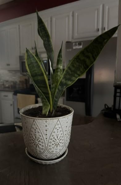 Gepege Ceramic Plant Pots, 6 Inch Indoor Planters with Drainage & Saucers customer photo 1