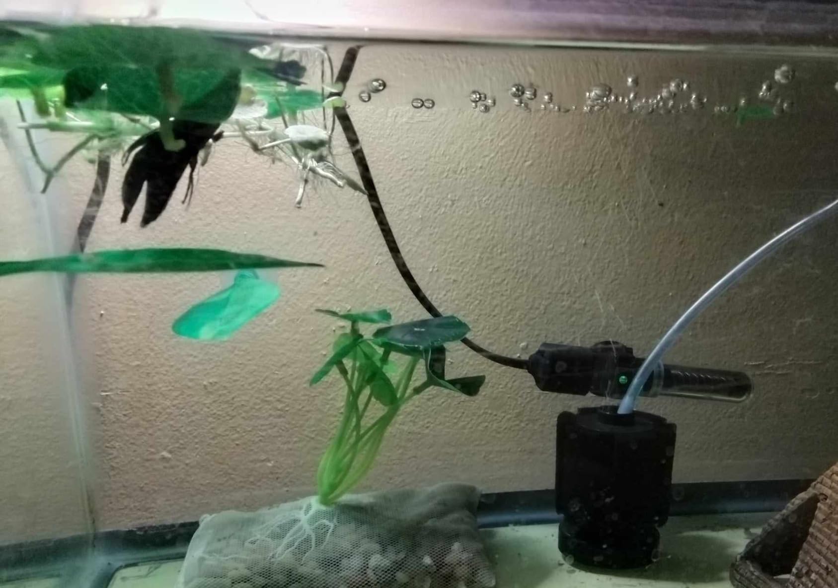 DaToo Mini Aquarium Heater 25W Small Fish Tank Heater 25 Watt with Free Thermometer Sticker customer photo 1