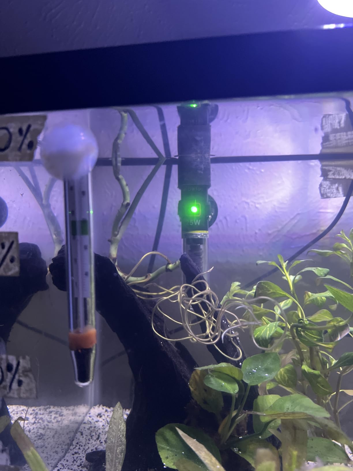 DaToo Mini Aquarium Heater 25W Small Fish Tank Heater 25 Watt with Free Thermometer Sticker customer photo 2