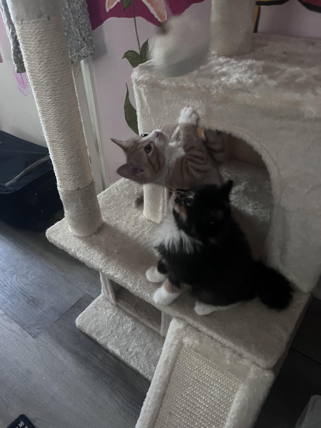 Yaheetech 36in Cat Tree Tower with Large Perch for Senior Kittens customer photo 2