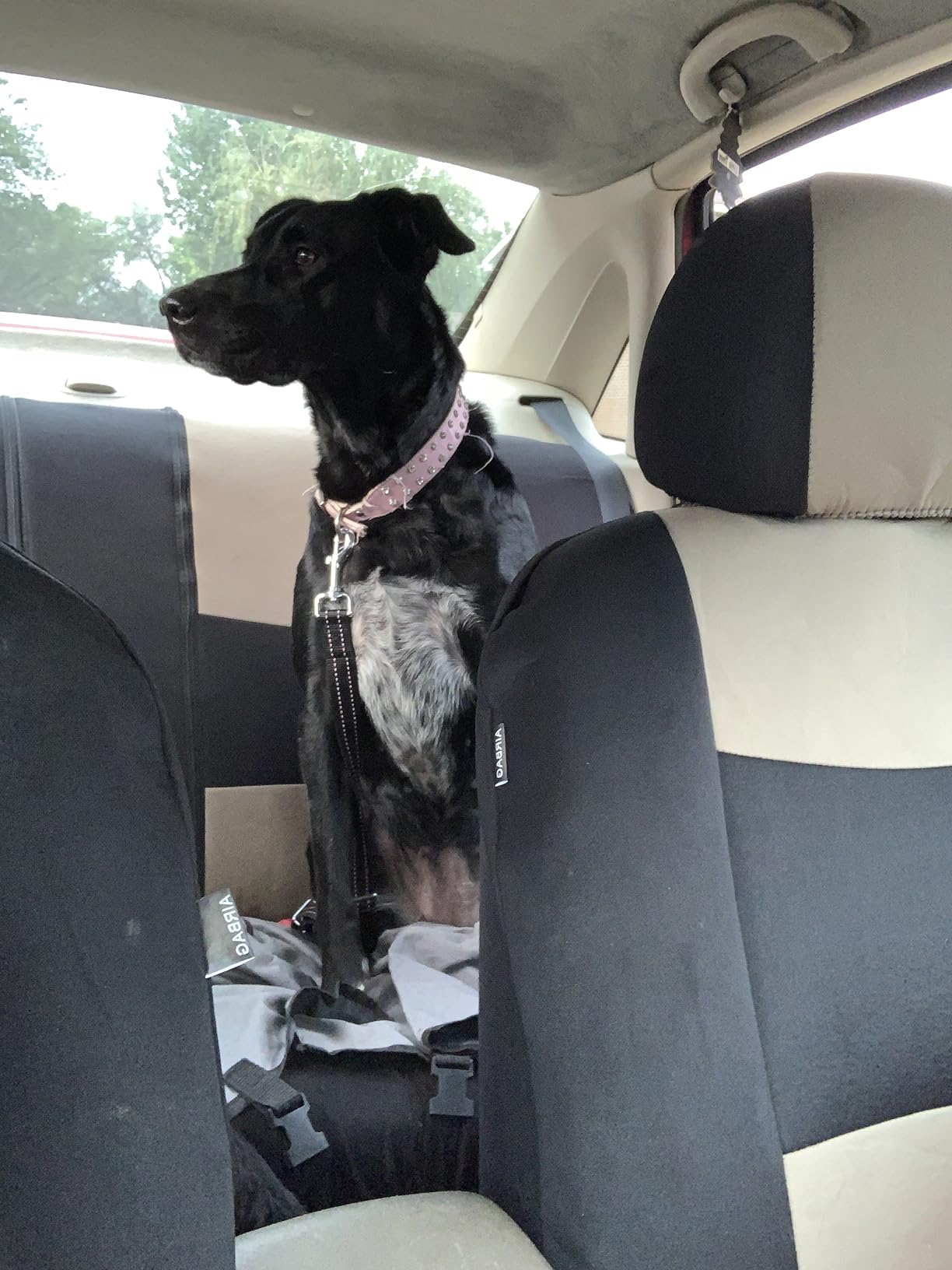 Active Pets Black Car Seat Belt for Dogs, Attaches to Harness & Collar, Adjustable 18
