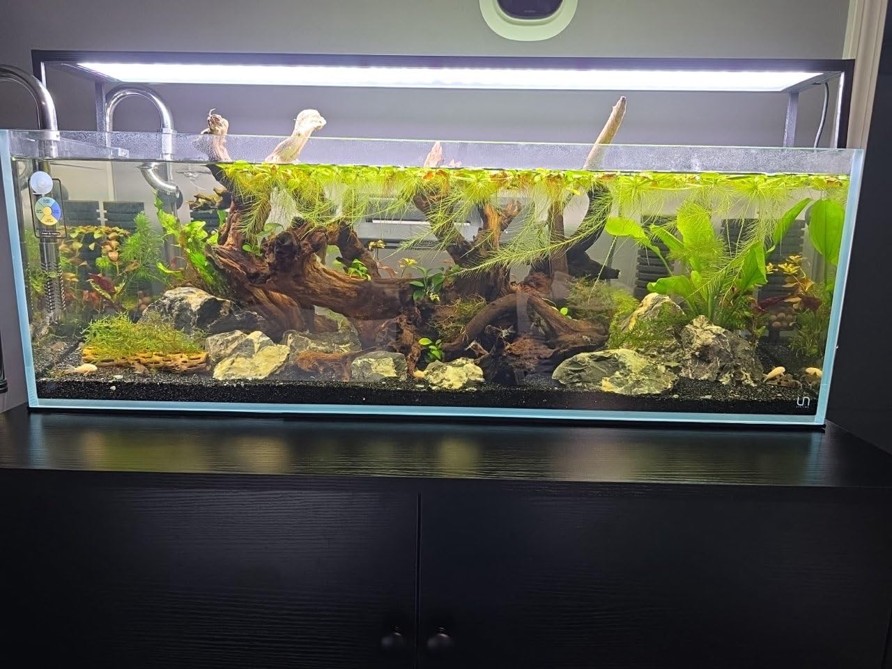 Ultum Nature Systems Ultra Clear Rimless Aquarium - Low Iron Glass Fish Tank with 45° Mitered Edges, 5mm-12mm Thick, Leveling Mat Included (5S, Shallow, 2 Gallon) customer photo 1