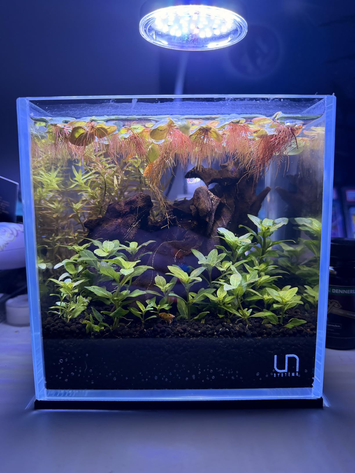 Ultum Nature Systems Ultra Clear Rimless Aquarium - Low Iron Glass Fish Tank with 45° Mitered Edges, 5mm-12mm Thick, Leveling Mat Included (5S, Shallow, 2 Gallon) customer photo 2
