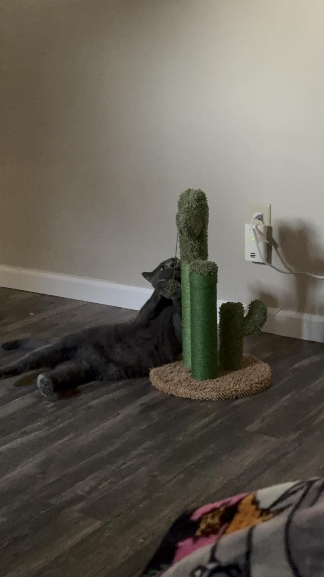 PAWZ Road Cactus Cat Scratching Post 23”Cat Scratcher with Toy Ball customer photo 1