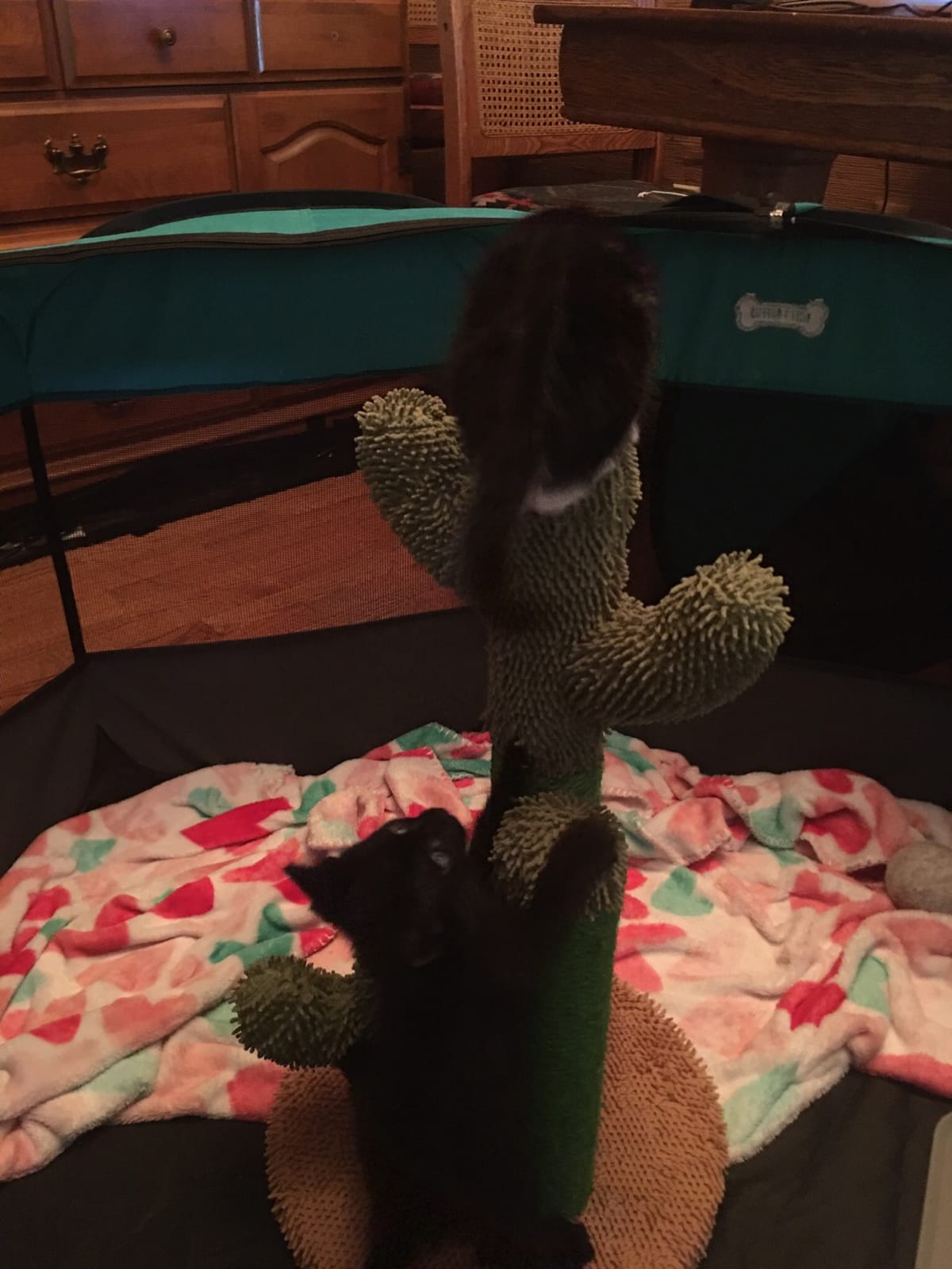 PAWZ Road Cactus Cat Scratching Post 23”Cat Scratcher with Toy Ball customer photo 2