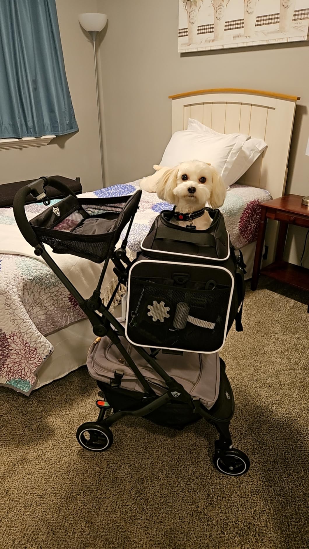 One for Pets 3-in-1 Luxury Pet Carrier, Booster Seat and Stroller for Small and Medium Size Dogs and Cats, No Assembly Required, Black (Chickadee) customer photo 1