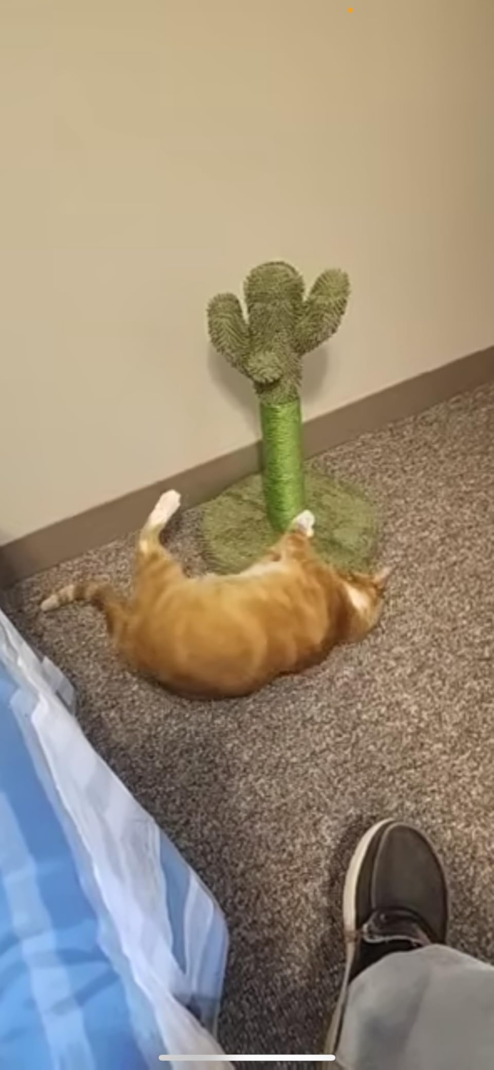 Made4Pets Cactus Cat Scratching Post for Small Indoor Cats & Kittens, 21.7