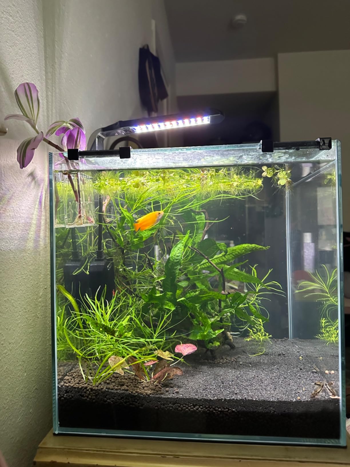NICREW Clip-on Planted Aquarium Light for Fish Tank customer photo 1