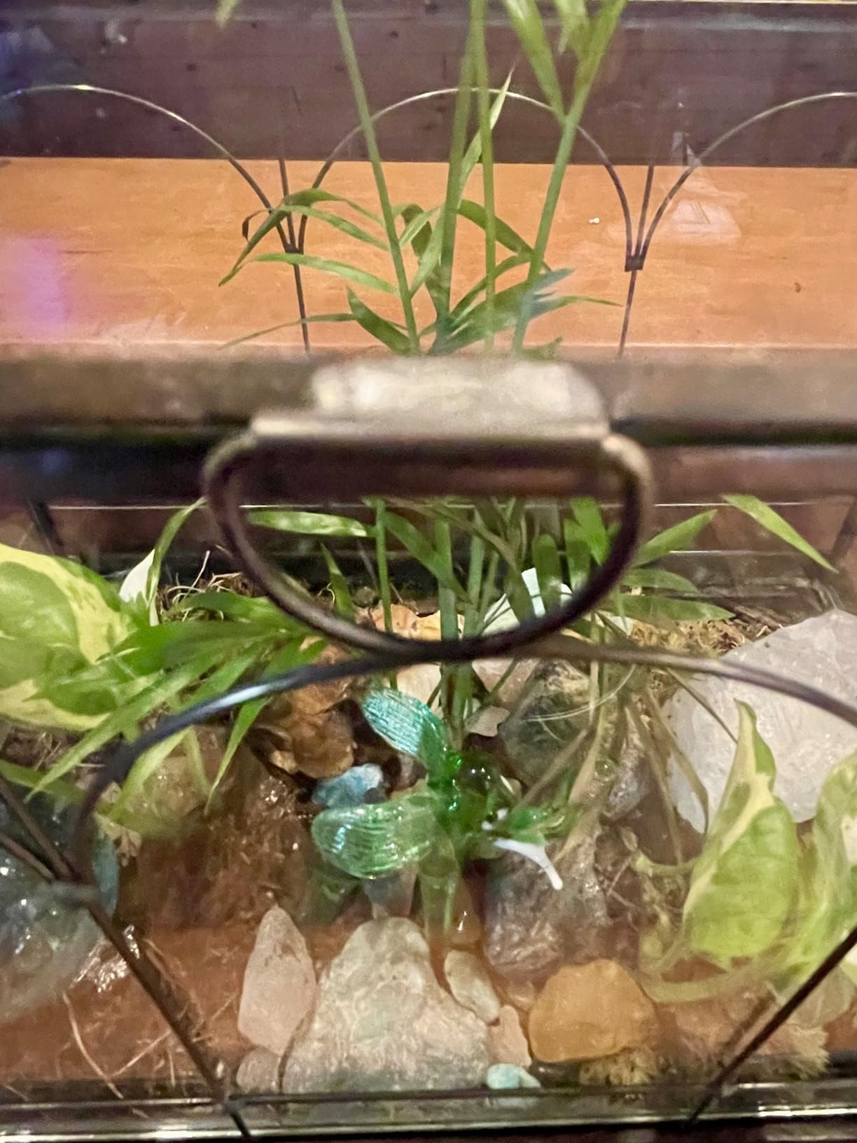 Large Tall Glass Plant Terrarium – House Succulent Terrarium Kit with Lip and Tray Glass Greenhouse Terrarium for Plant 9.5”X5.7”X11.4” customer photo 1