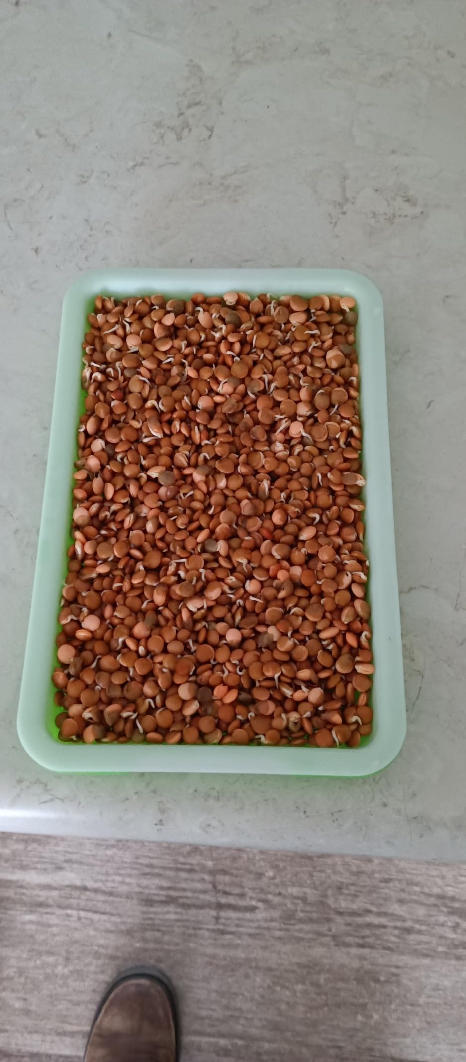 5 Pack Seed Sprouter Trays, Wheatgrass Tray Sprouter Microgreen Growing Kit customer photo 2