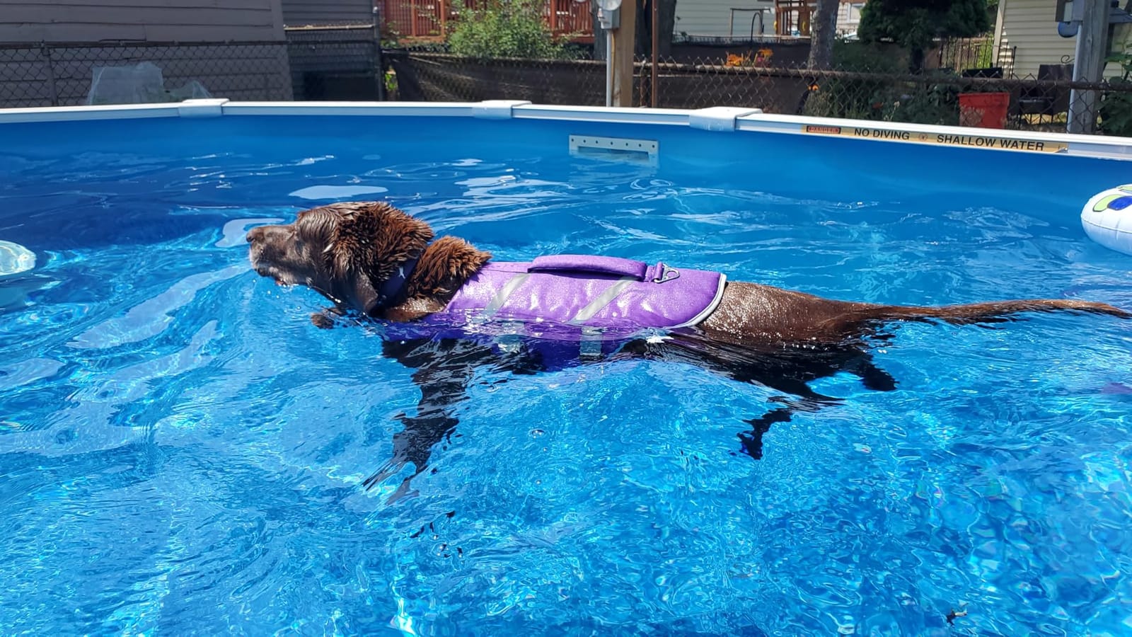 Kuoser Reflective Dog Life Jacket, Dog Life Vest for Swimming Boating customer photo 2