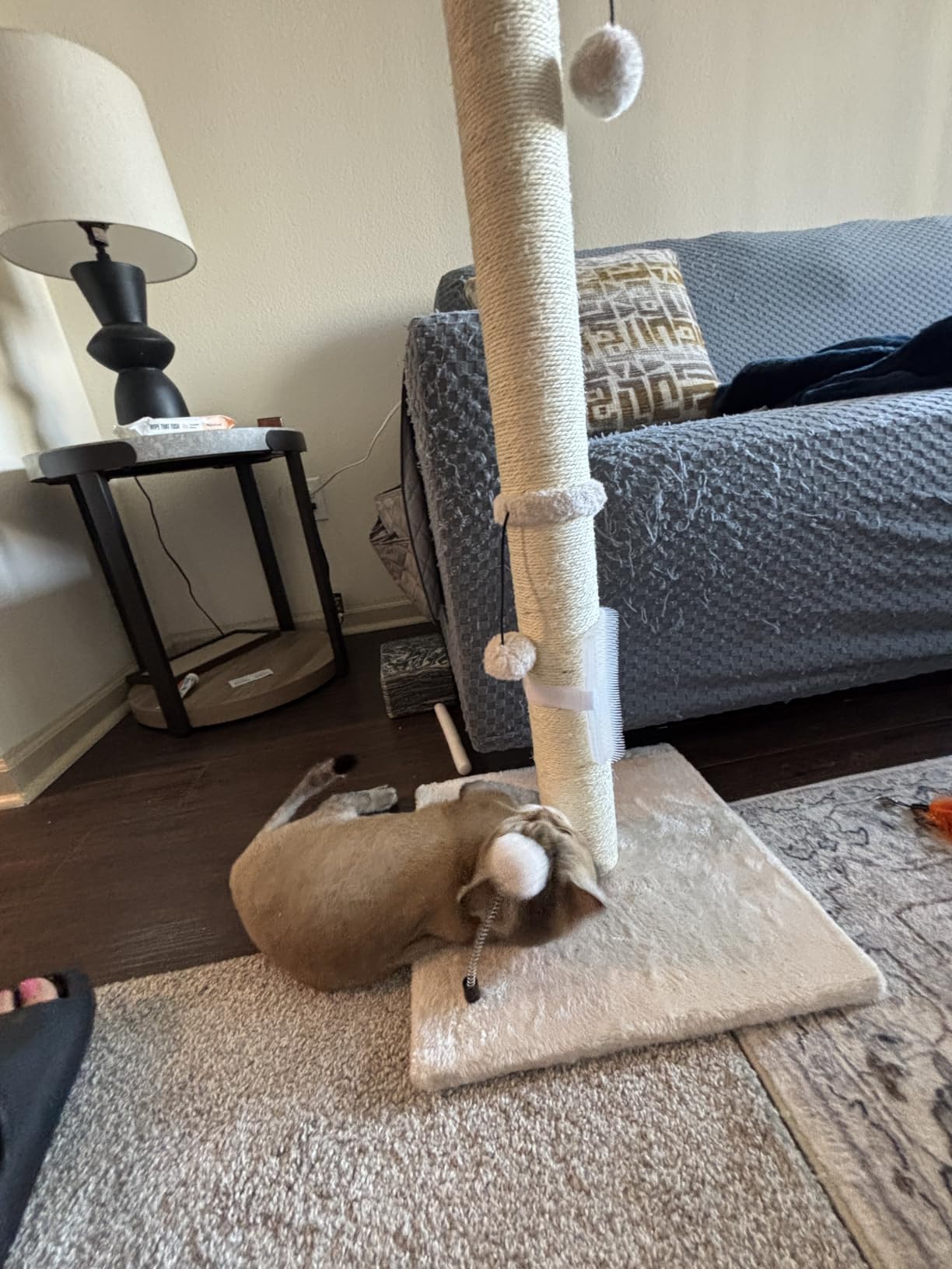 MECOOL Cat Scratching Post Premium Basics Kitten Scratcher Sisal Scratch Posts with Hanging Ball 22in for Kittens or Smaller Cats (22 inches for Kitten, Beige) customer photo 1