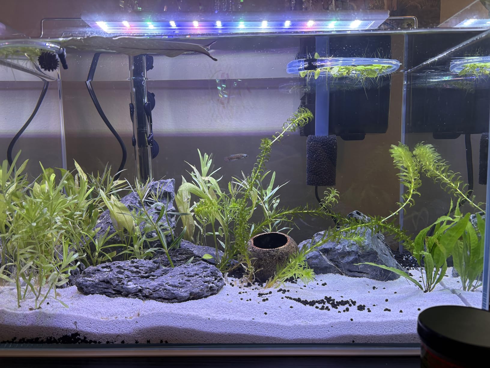 Low Iron Glass Ultra Clear Rimless Aquarium Tank,Classic Silhouette (21Gal) customer photo 1