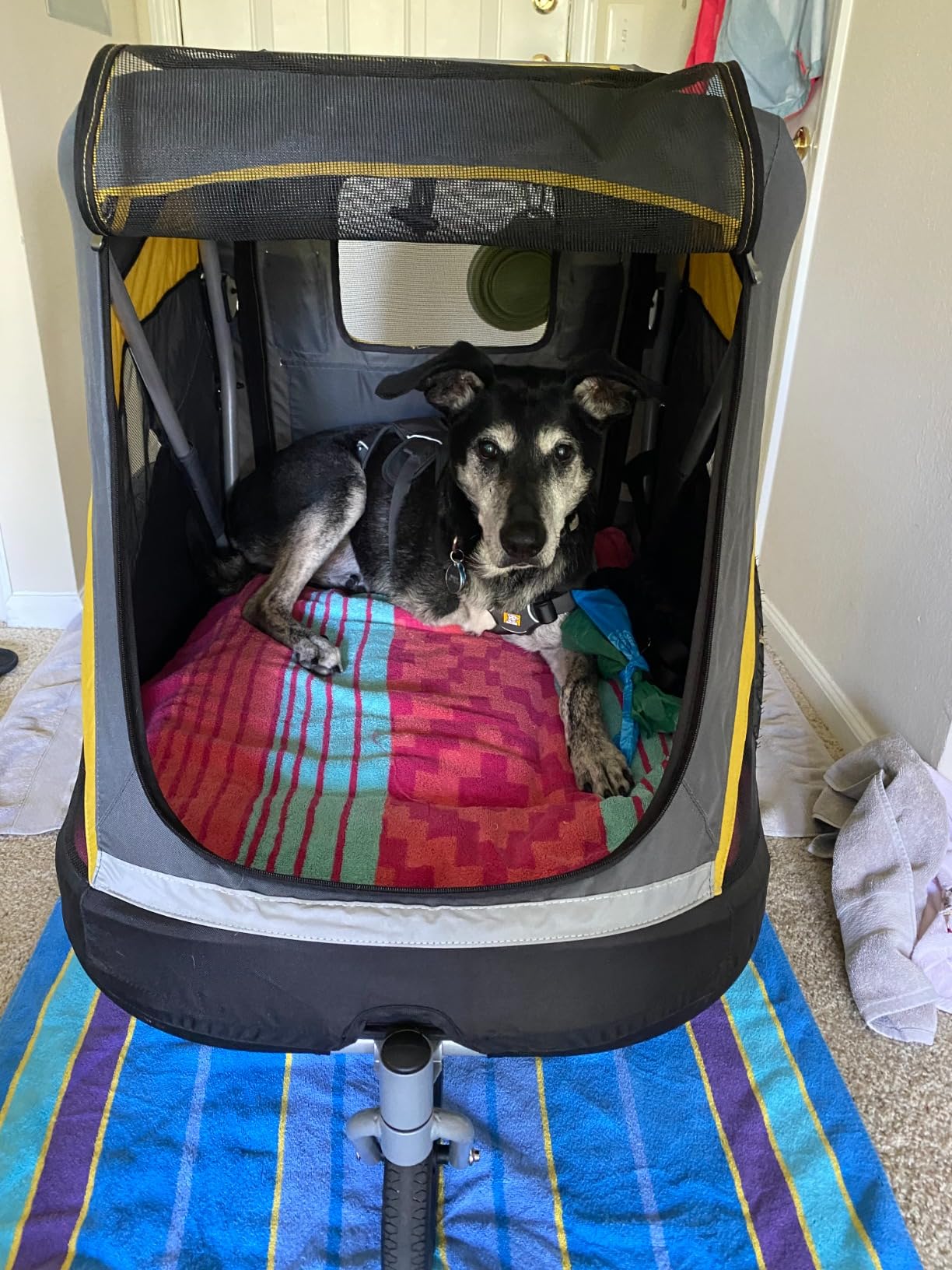 ibiyaya - Hercules Large Dog Stroller for Large Dogs and Cats - Convenient and Foldable, Spacious Room and Pneumatic Tires for a Smooth Ride - Black and Yellow customer photo 2