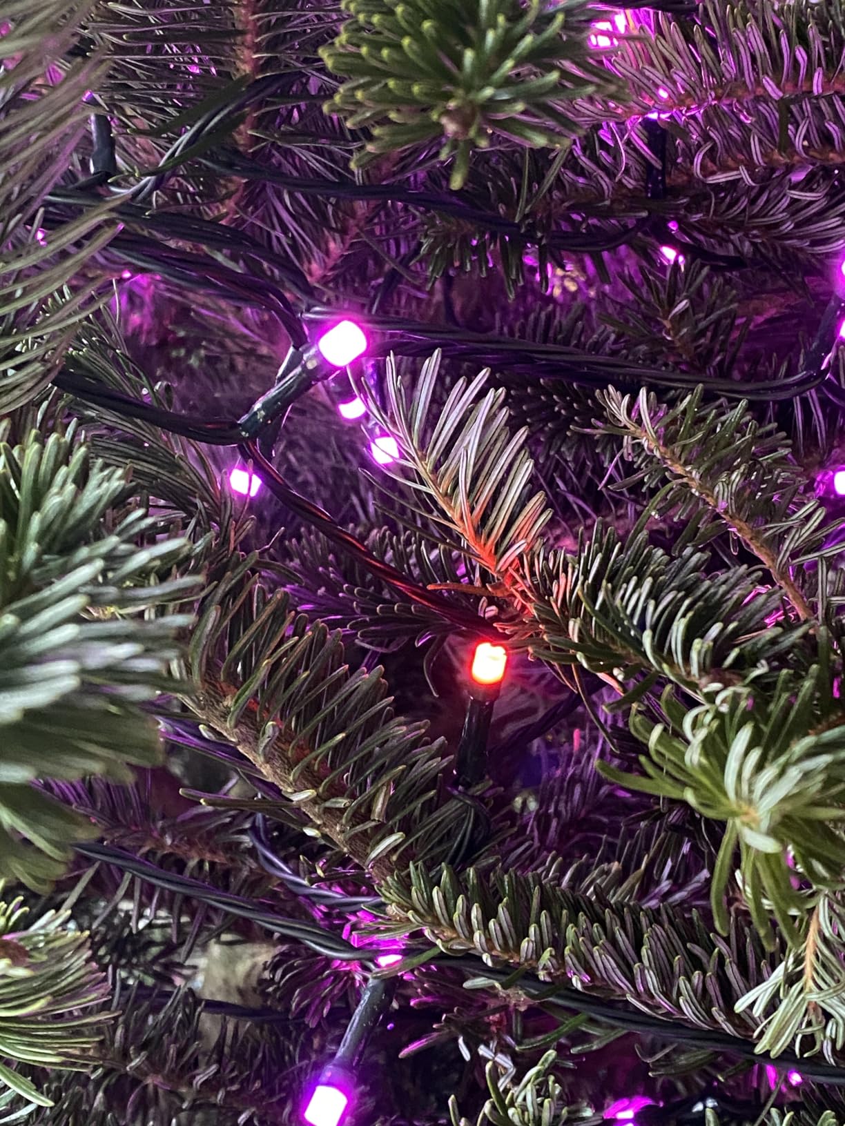 Dazzle Bright 300 LED Christmas String Lights, 100 FT Connectable Waterproof String Lights Green Wire with 8 Modes, Christmas Decorations for Indoor Outdoor Xmas Party Yard Garden (Warm White) customer photo 2
