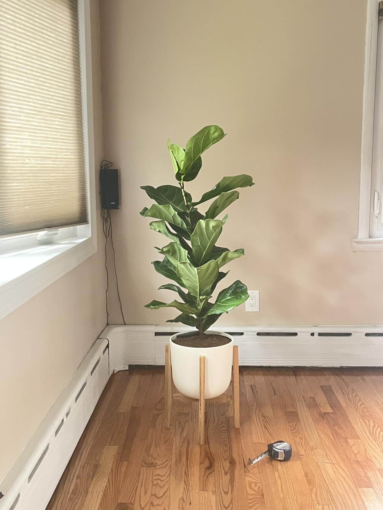 OERGKE Adjustable Plant Stand, Bamboo Mid Century Modern Indoor Plants Stands, Corner Flower Holder for Living Room, Fits 8 to 12 Inches Pots, (Pot & Plant Not Included)(Walnut, 1 Pack) customer photo 1