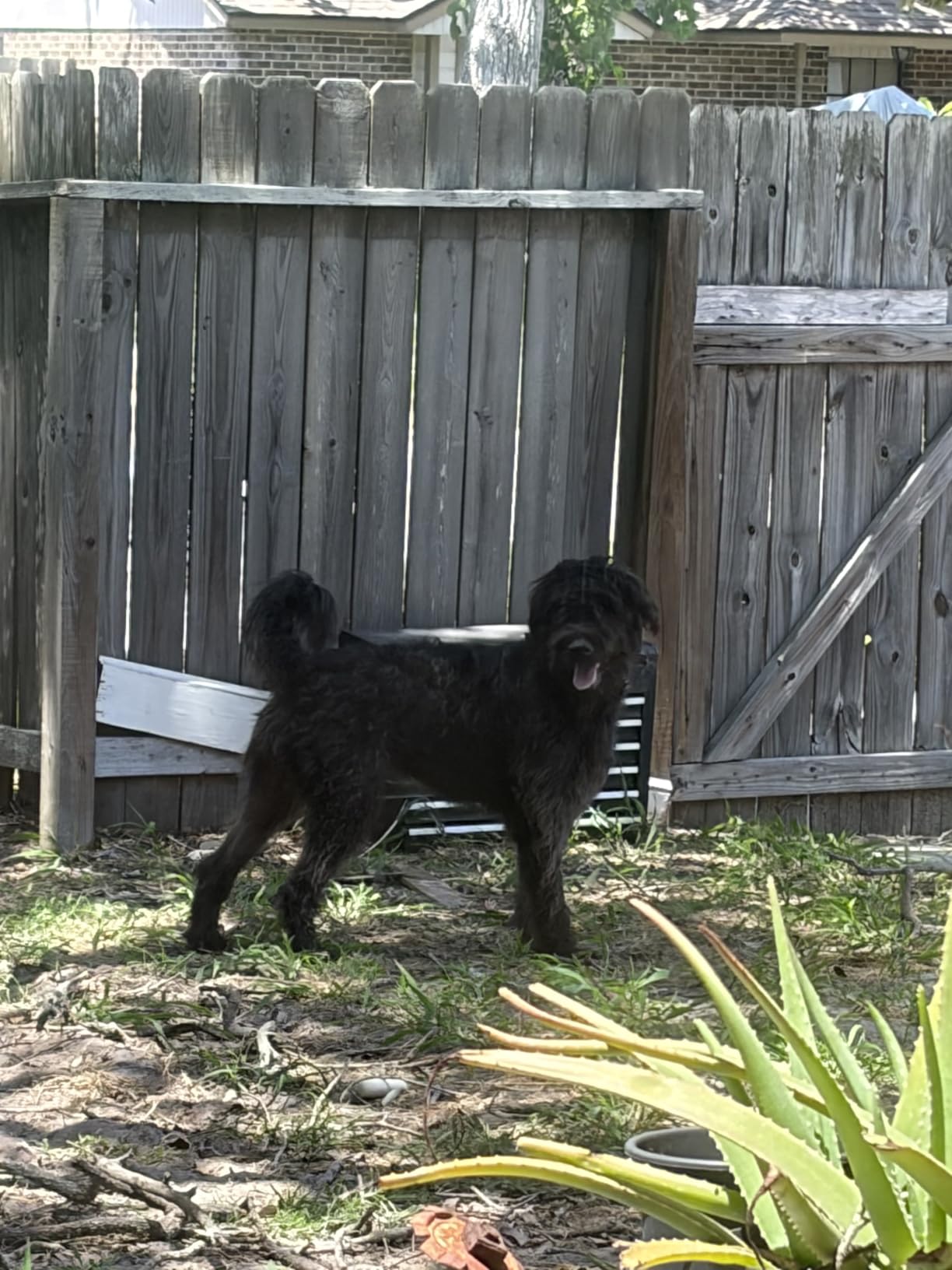 oneisall Dog Clippers for Grooming Thick Heavy Coats customer photo 2