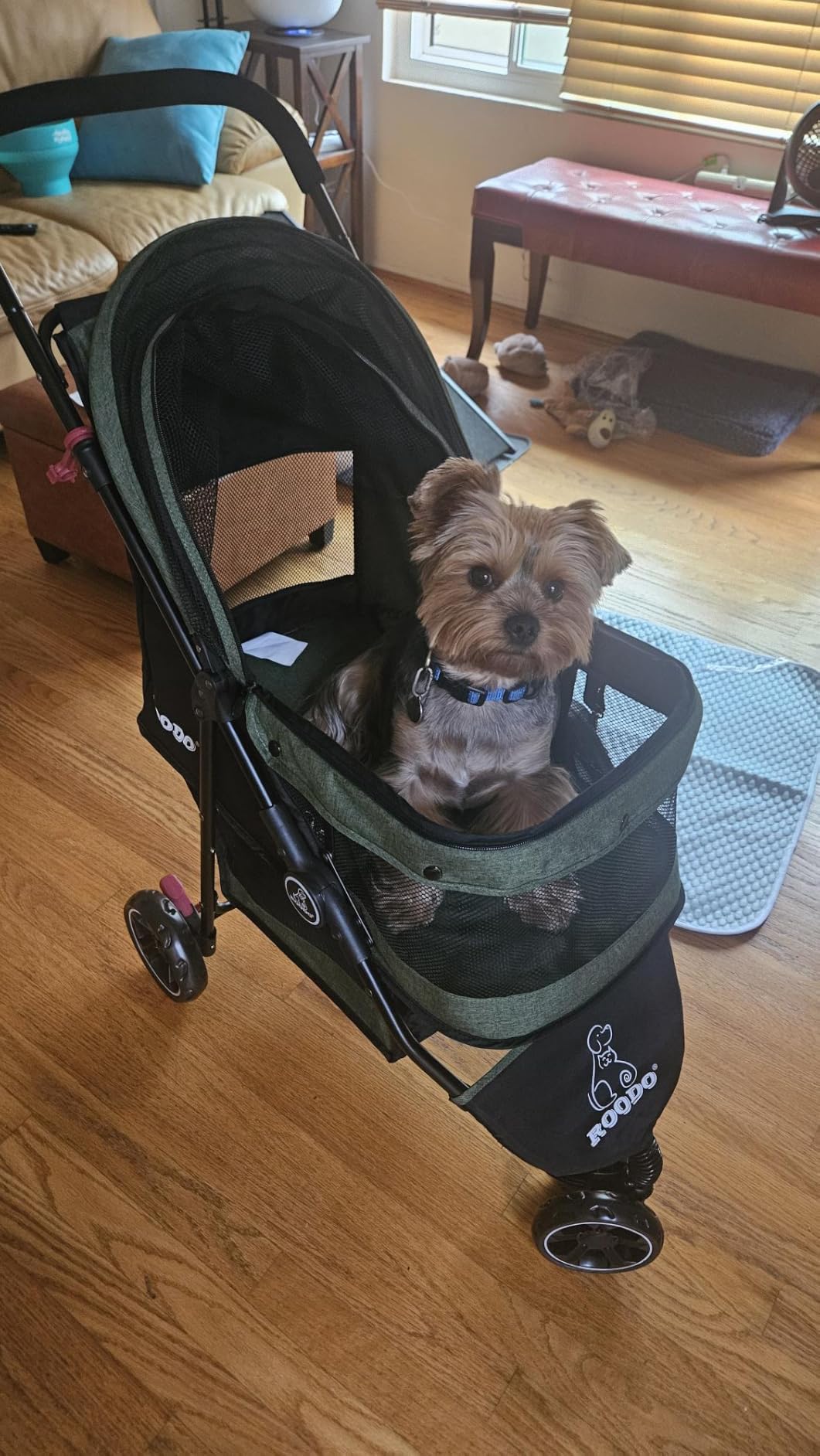 ROODO 3 Wheel Pet Stroller Best Lightweight Foldable Compact Portable Jogger All Terrain Travel Pet Gear Puppy Kitty Stroller for up to 30lbs Medium Small Dogs and Cats(Green) customer photo 2