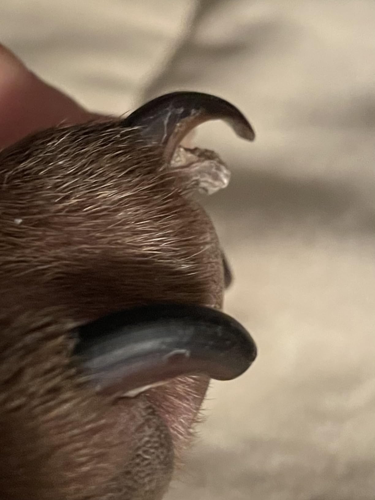 Casfuy 6-Speed Dog Nail Grinder - Newest Enhanced Pet Nail Grinder Super Quiet Rechargeable Electric Dog Nail Trimmer Painless Paws Grooming & Smoothing Tool for Large Medium Small Dogs (Blue) customer photo 2