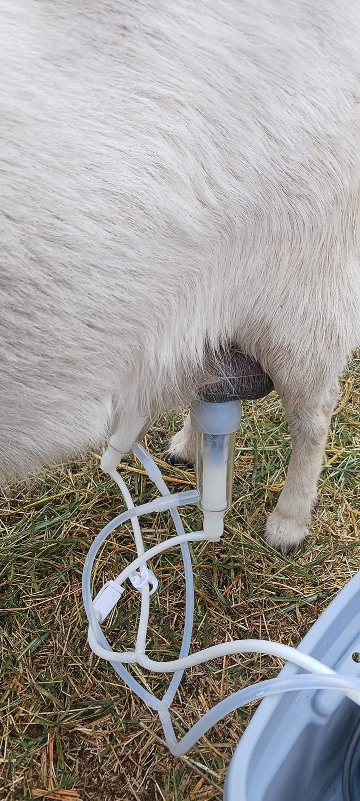 7L Goat Milking Machine,Rechargeable Battery Milker Powered Pulsation Vacuum Pump with 2 Teat Cups,Stainless Steel Buckets for Goats(13200mAh Battery) customer photo 1