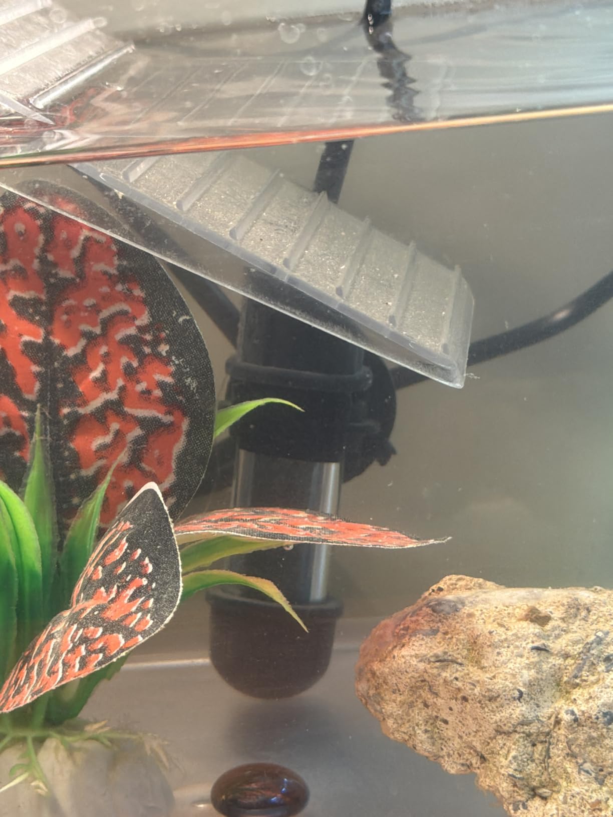 hygger Small Aquarium Betta Heater, Submersible Fish Tank Heater 10W/25W/50W/100W with LED Digital Display, Suitable for Marine Saltwater and Freshwater up to 5/10/16/26 Gallon customer photo 1