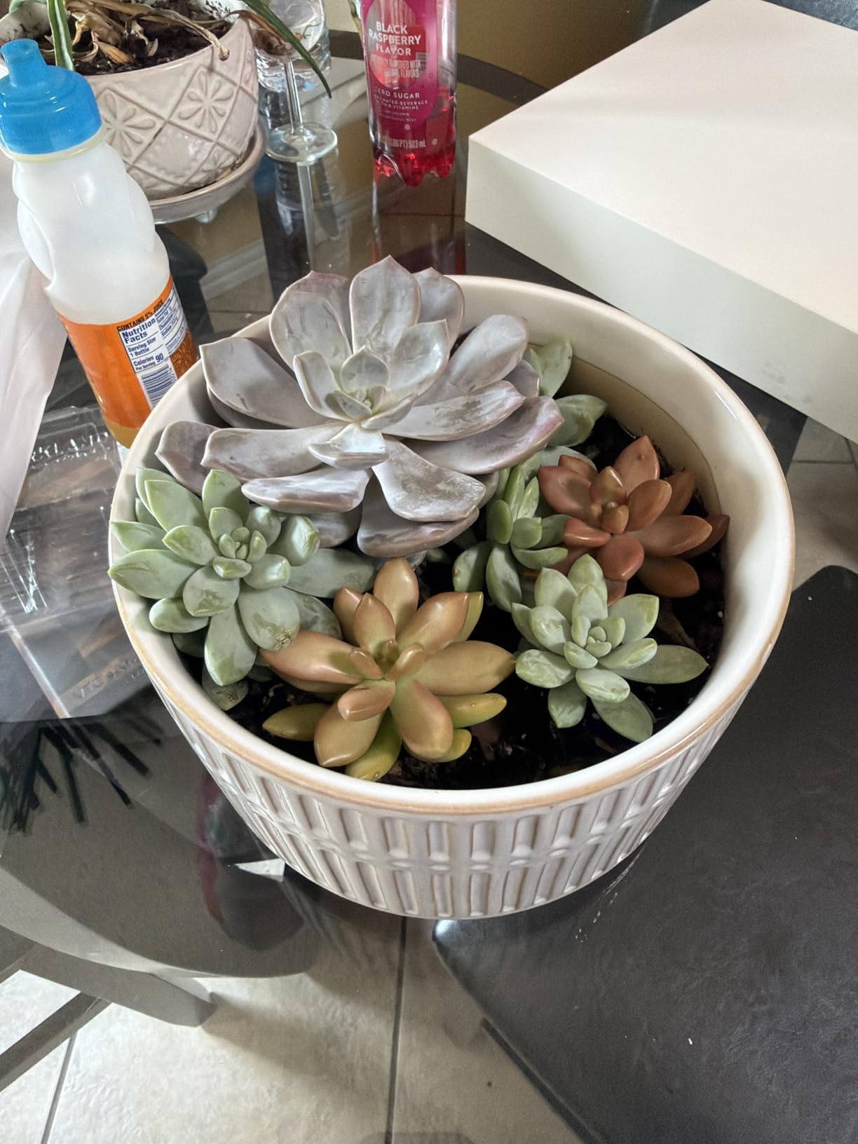 LE TAUCI Succulent Planters, 6.5+8 Inch Ceramic Indoor Plant Pot with Drainage Hole, Shallow Round Succulent Pots, Set of 2, Reactive Glaze White customer photo 1