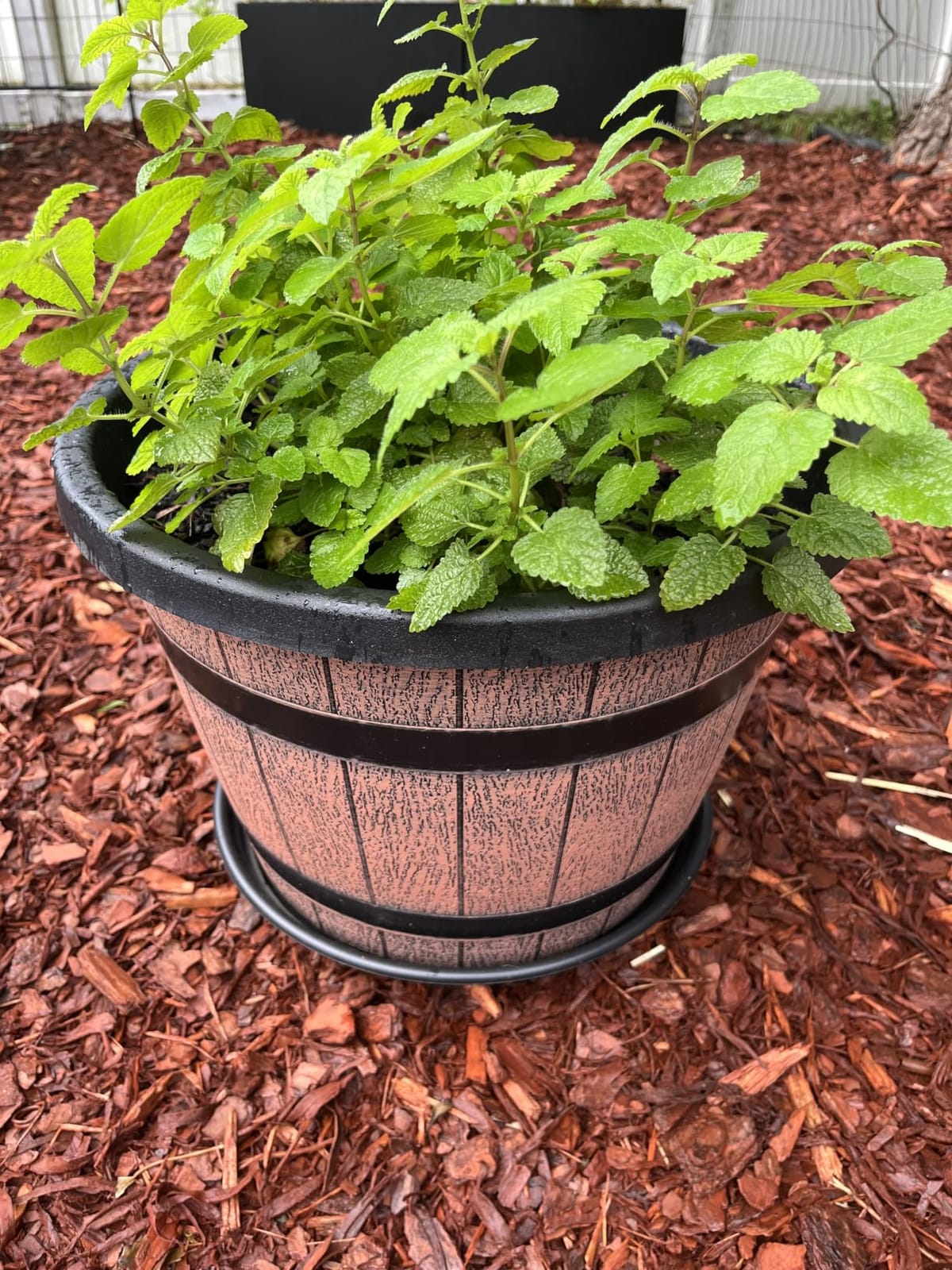 Quarut Plant Pots Set of 4 Pack 12 inch,Large Whiskey Barrel Planters with Drainage Holes & Saucer.Plastic Flower Pots Imitation Wine Barrel Design, for Indoor & Outdoor Garden Home Plants (Brown) customer photo 1