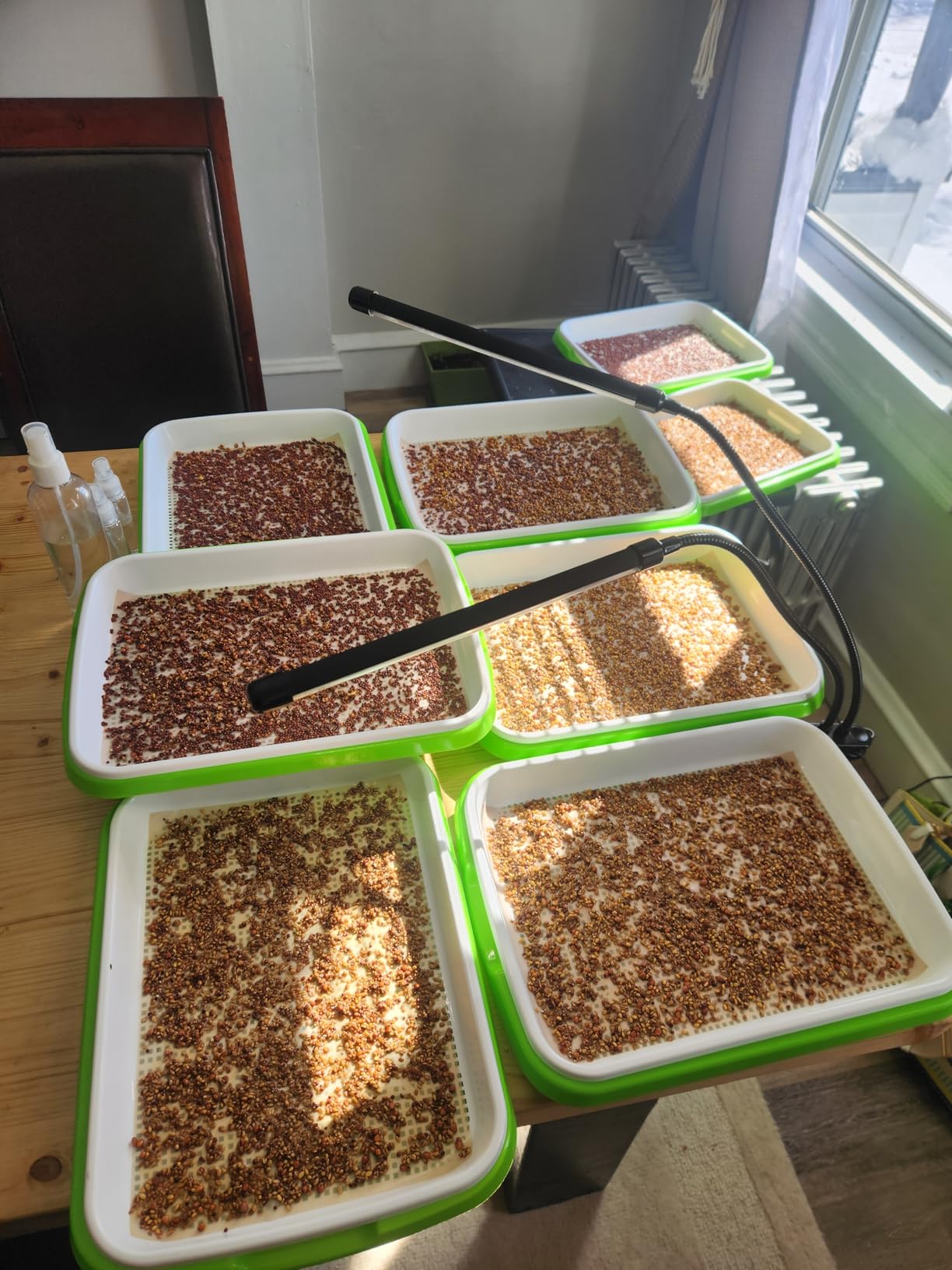 Legigo 10 Pack Seed Sprouter Trays, Microgreens Growing Trays Kit customer photo 1