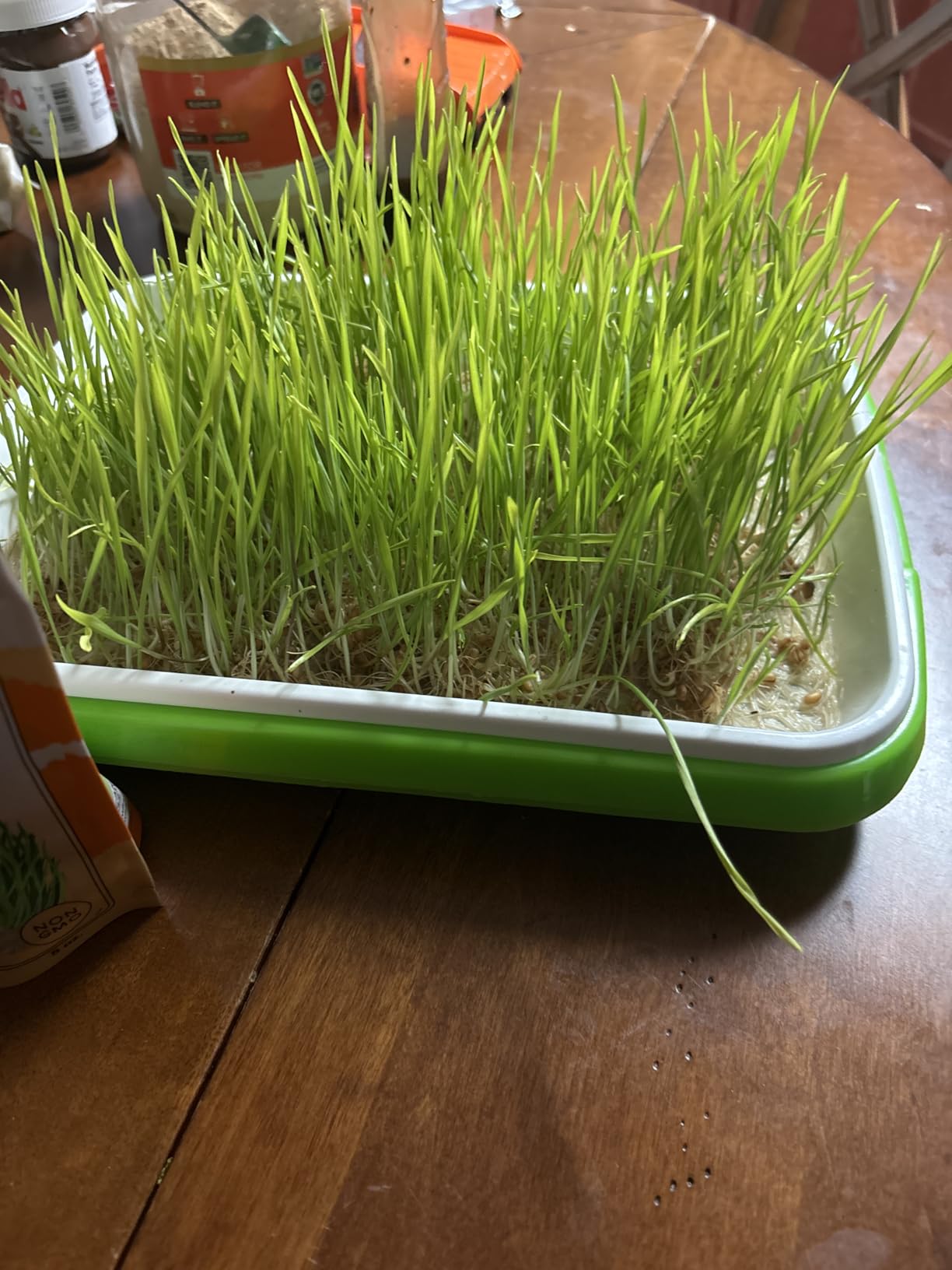 Legigo 10 Pack Seed Sprouter Trays, Microgreens Growing Trays Kit customer photo 2