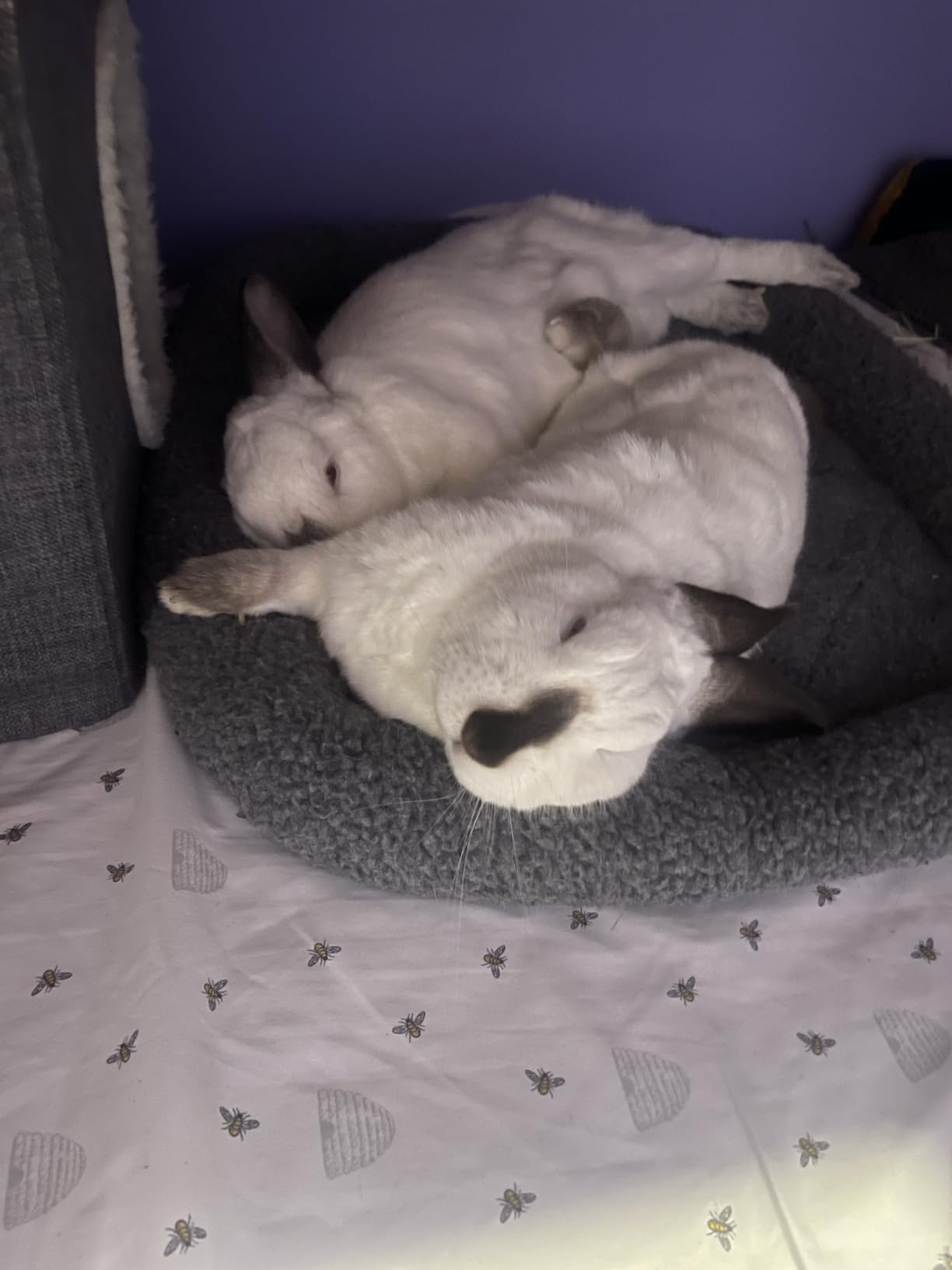 Furhaven Dog Bed for Small Dogs & Indoor Cats, 100% Washable, Sized to Fit Crates - Sherpa Fleece Bolster Crate Pad - Gray, Small customer photo 1