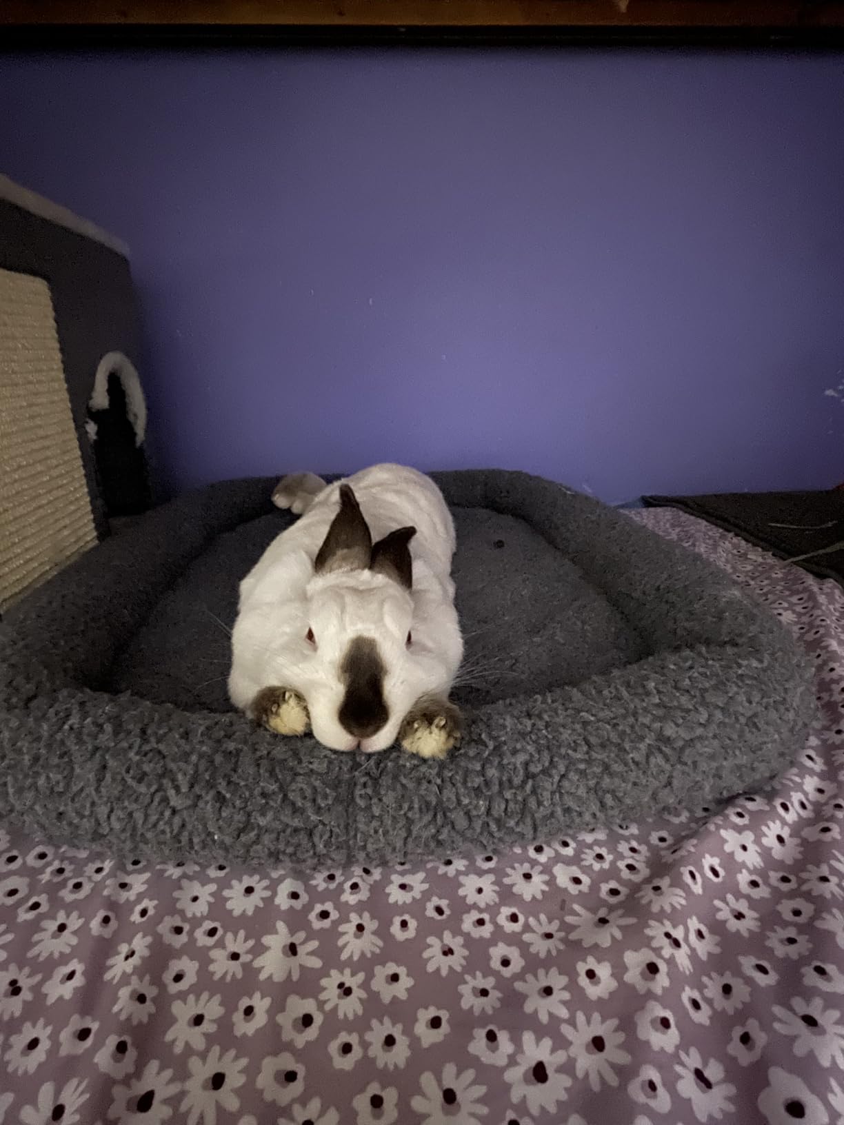 Furhaven Dog Bed for Small Dogs & Indoor Cats, 100% Washable, Sized to Fit Crates - Sherpa Fleece Bolster Crate Pad - Gray, Small customer photo 2