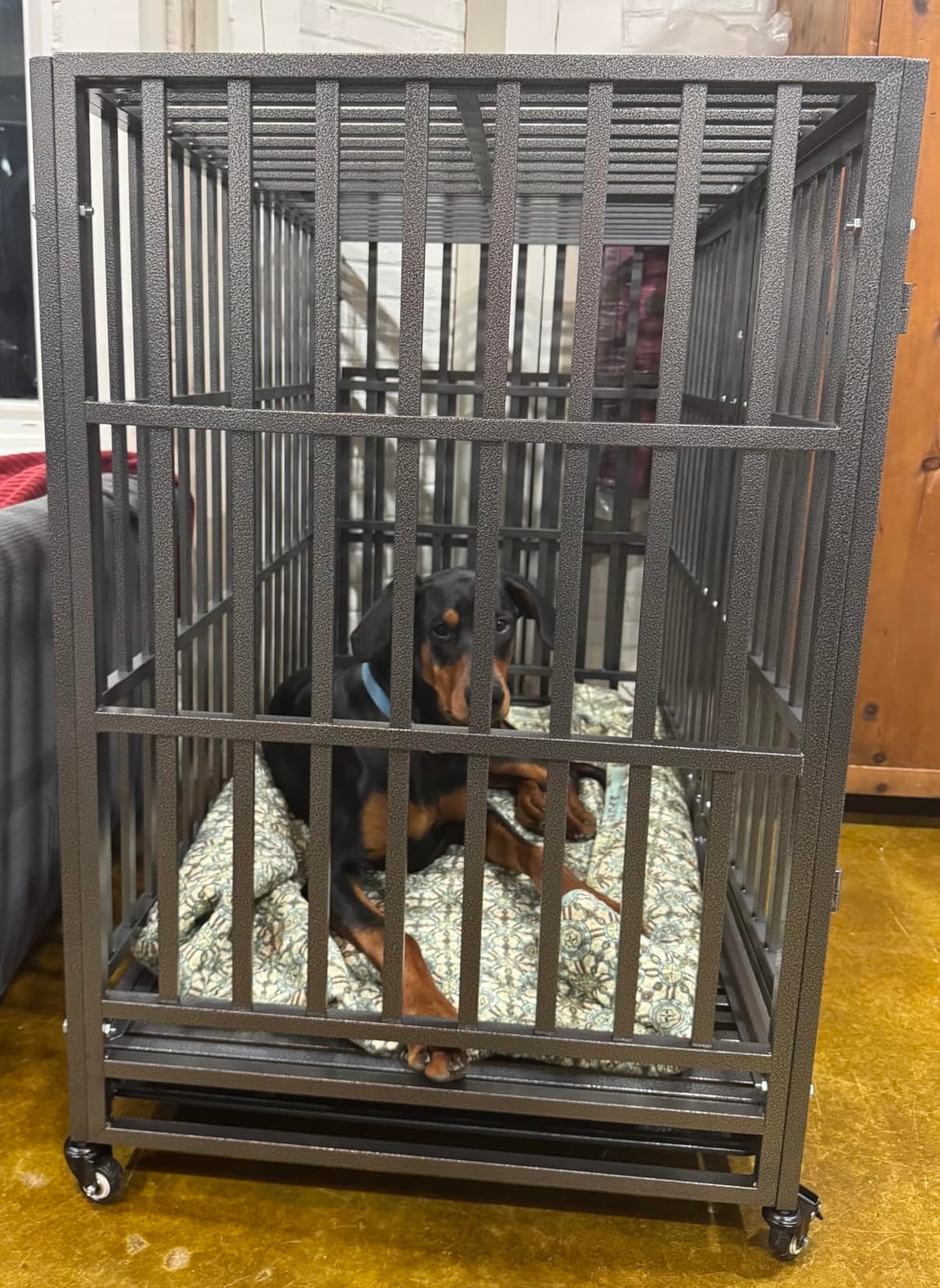 48 Inch Heavy Duty Dog Crate Kennel with Wheels, High Anxiety Indestructible Dog Crates for Large Dogs, XL XXL Extra Large Dog Crate with Removable Plastic Tray, Two Locks (Black, Square) customer photo 1