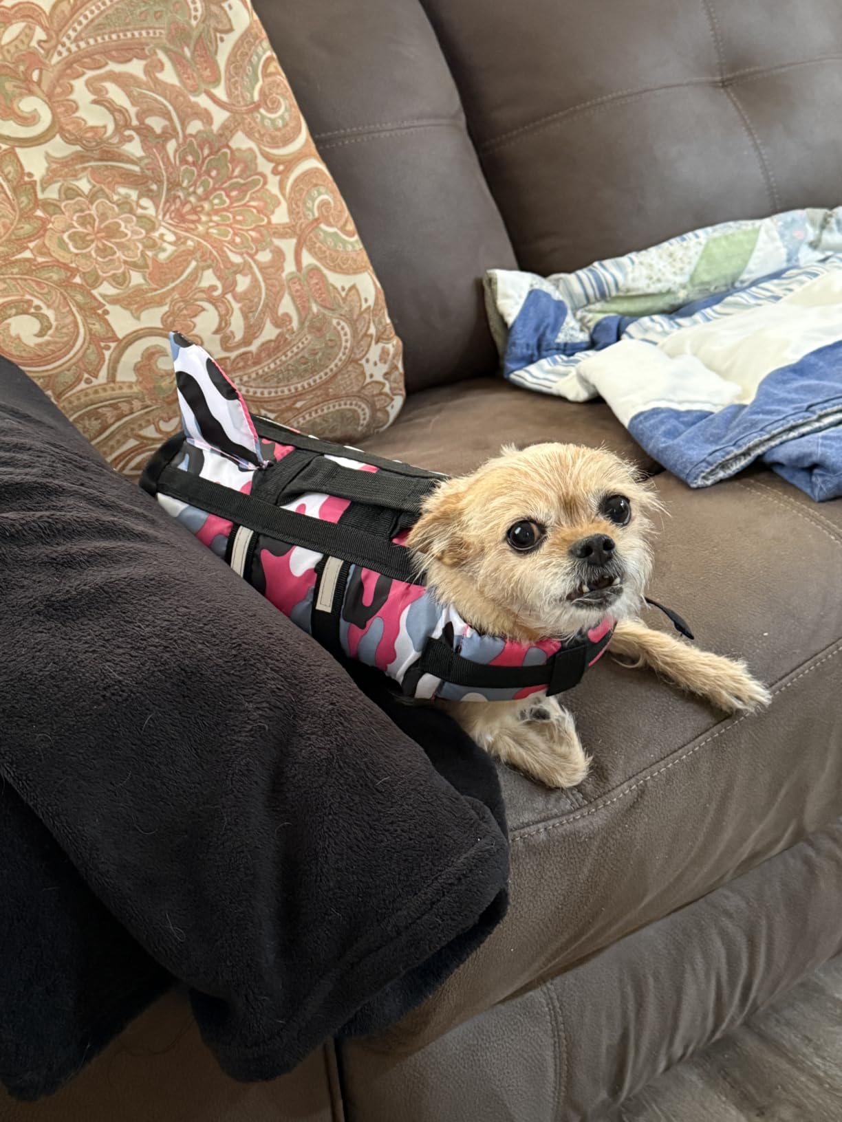 Queenmore Small Dog Shark Life Jacket Dog Life Vest for Swimming Boating customer photo 2