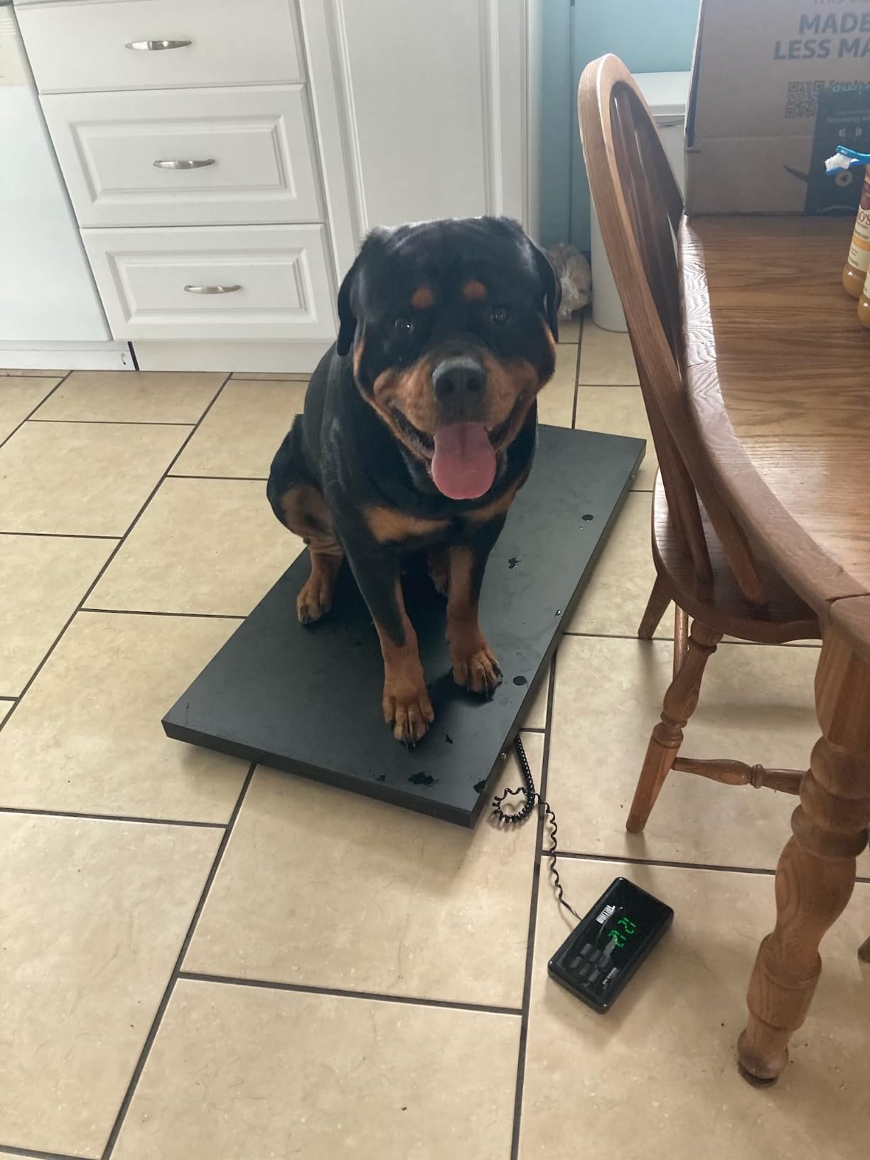 TUFFIOM 1100Lbs x 0.2Lbs Postal Digital Livestock Scale, Electronic Stainless Steel Platform Heavy Duty Vet Animal Scale,Dog Pig Goat Sheep Scale, Silvery customer photo 1