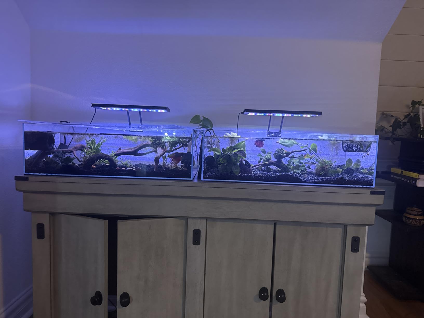 FZONE 9 Gal Shallow Aquarium, Low Iron Glass, Rimless Design (L60-W36) customer photo 1