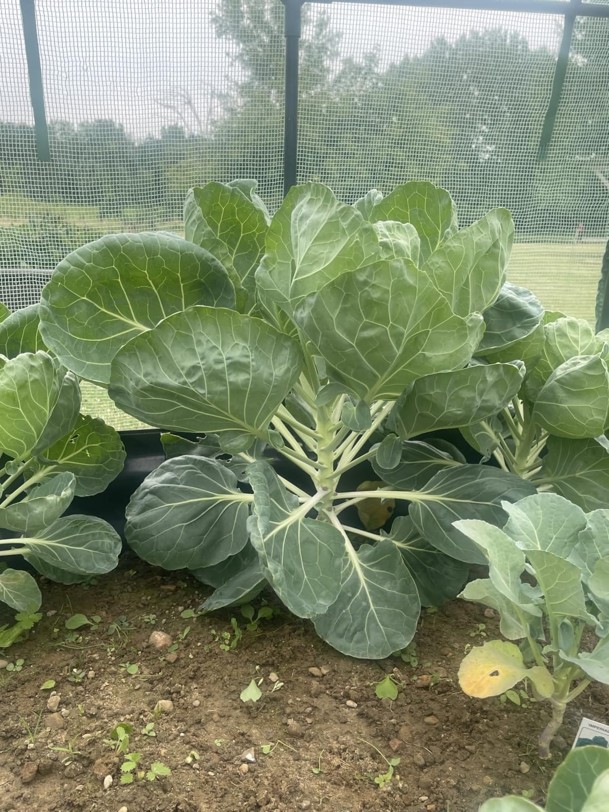 Quictent Raised Garden Bed Kit with Self Watering System & Netting 6x3x1Ft customer photo 1