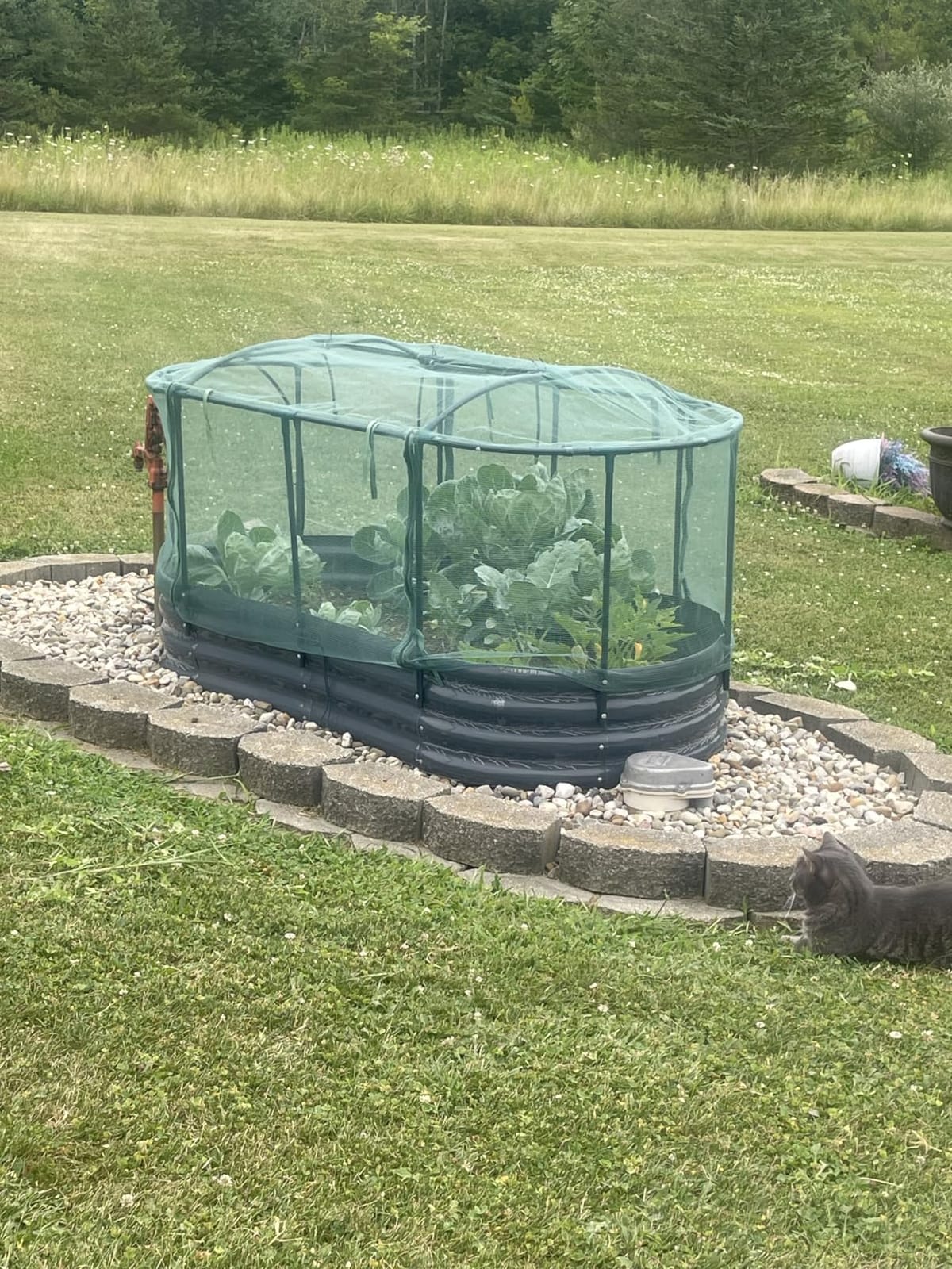 Quictent Raised Garden Bed Kit with Self Watering System & Netting 6x3x1Ft customer photo 2