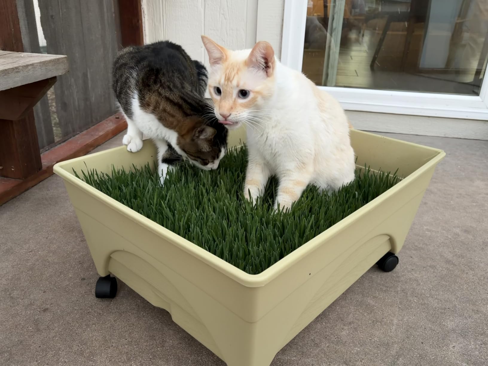 Emsco Group City Picker Raised Bed Grow Box – Self Watering and Improved Aeration – Mobile Unit with Casters customer photo 1