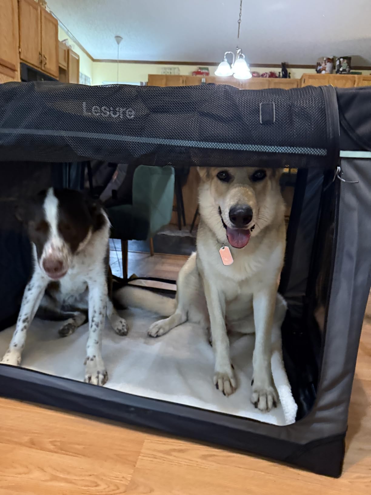 Lesure Today Show Soft Collapsible Dog Crates for Large Dogs, 36in Black customer photo 2