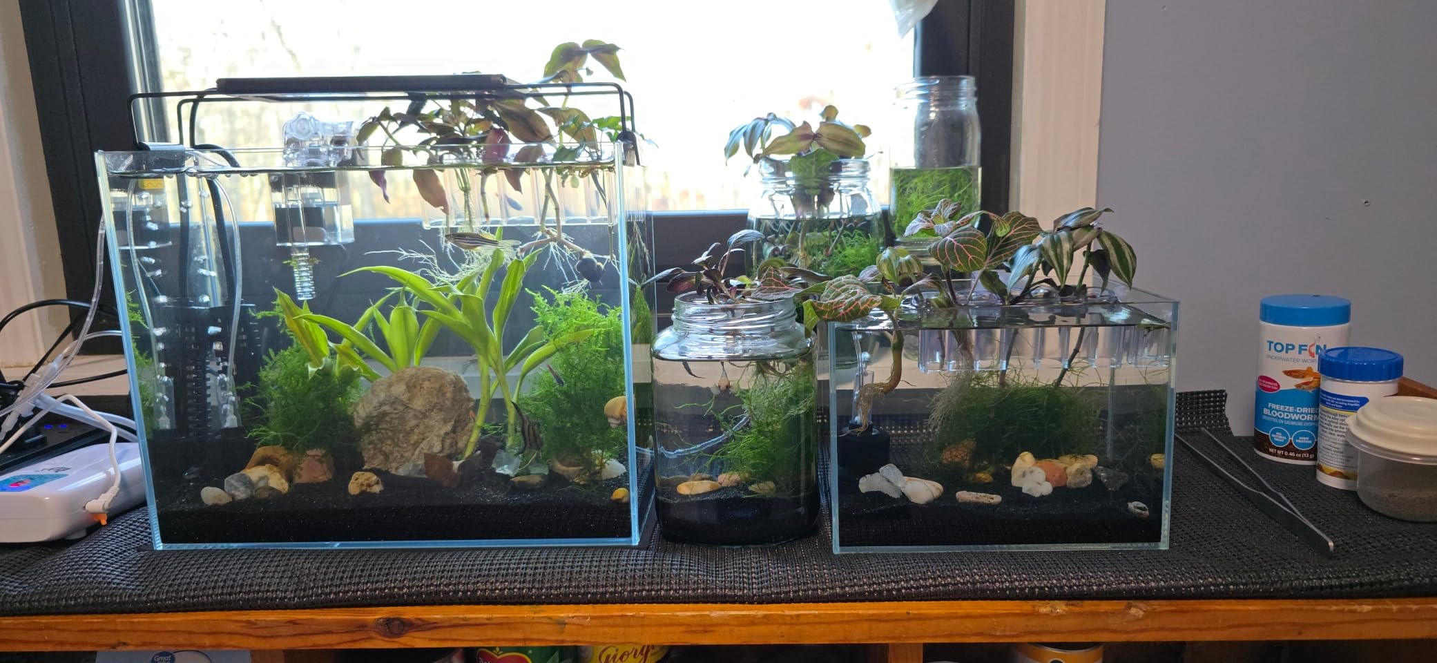 AWXZOM Small Nano Tall Rimless Tank, Glass Fish Tank, Betta Tank (0.7 Gallon, 5.9x4.3x5.1in/15x11x13cm) customer photo 1