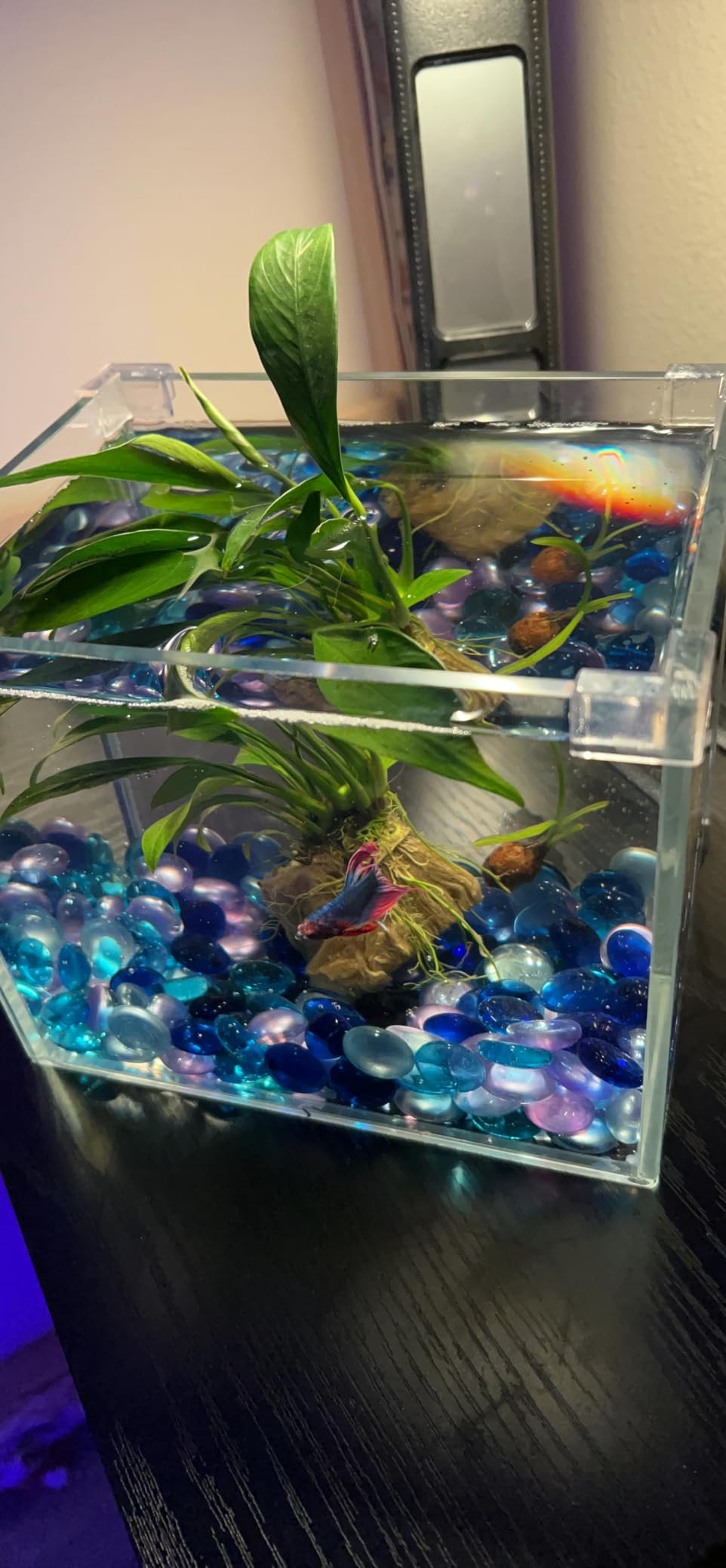 AWXZOM Small Nano Tall Rimless Tank, Glass Fish Tank, Betta Tank (0.7 Gallon, 5.9x4.3x5.1in/15x11x13cm) customer photo 2