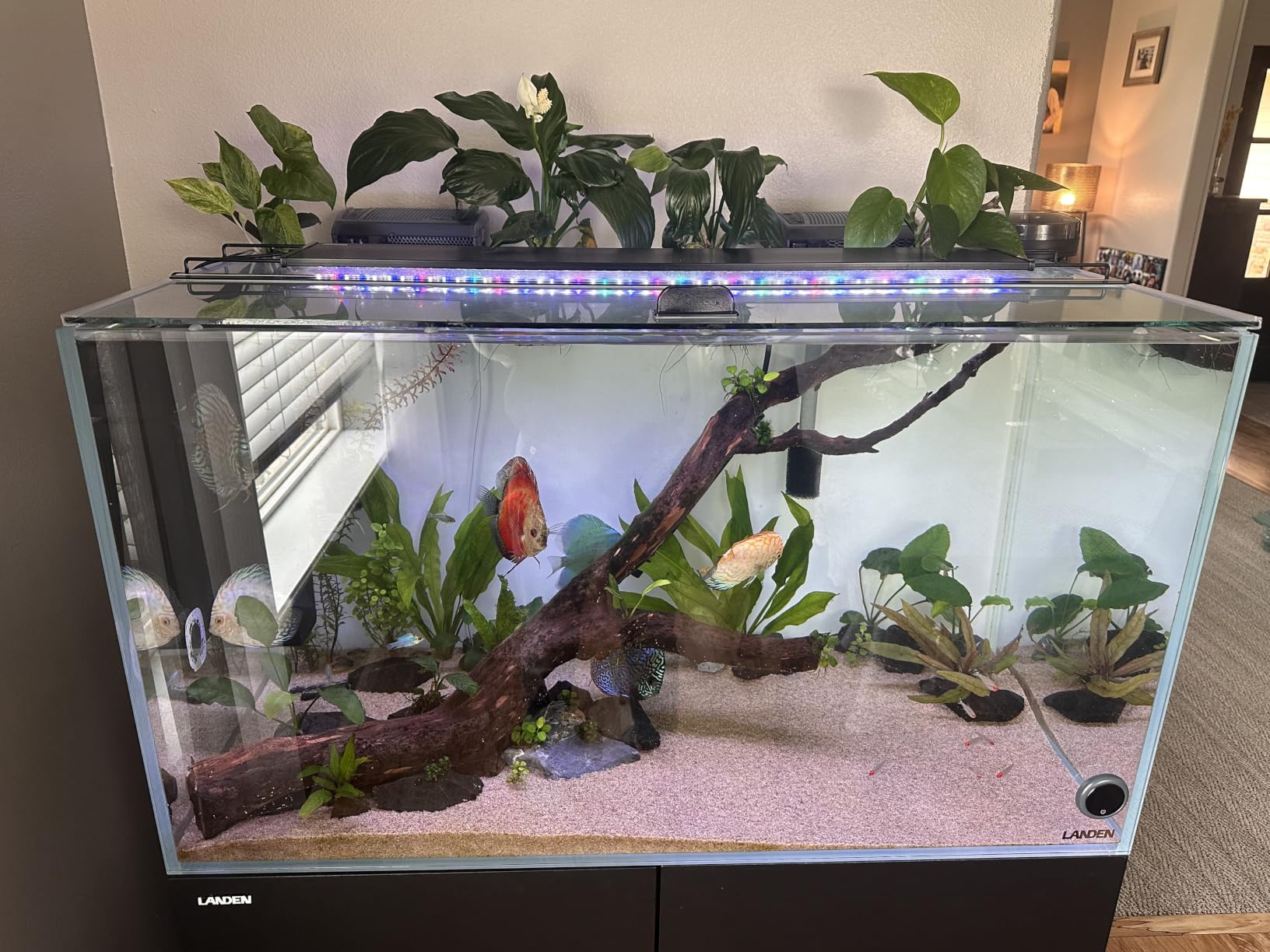 Landen Aquarium Cube 15.6 Gallon Ultra Clear Glass Rimless Fish Tank 40C customer photo 2