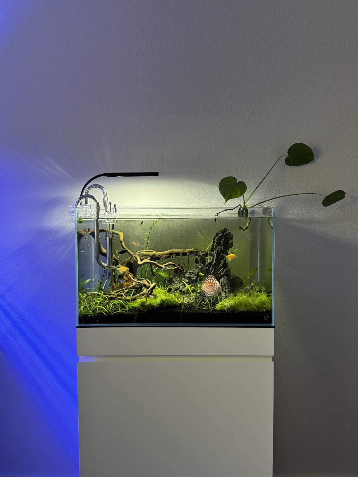 UNS Ultra Clear Rimless Tank - 11.8GAL | 45L - 35.43x7.87x9.84 | 90x20x25 CM, 6mm Glass Thickness, Leveling Mat Included - Low Iron, High Clarity Fish Tank w/ 45° Mitered Edge - [90B] customer photo 1