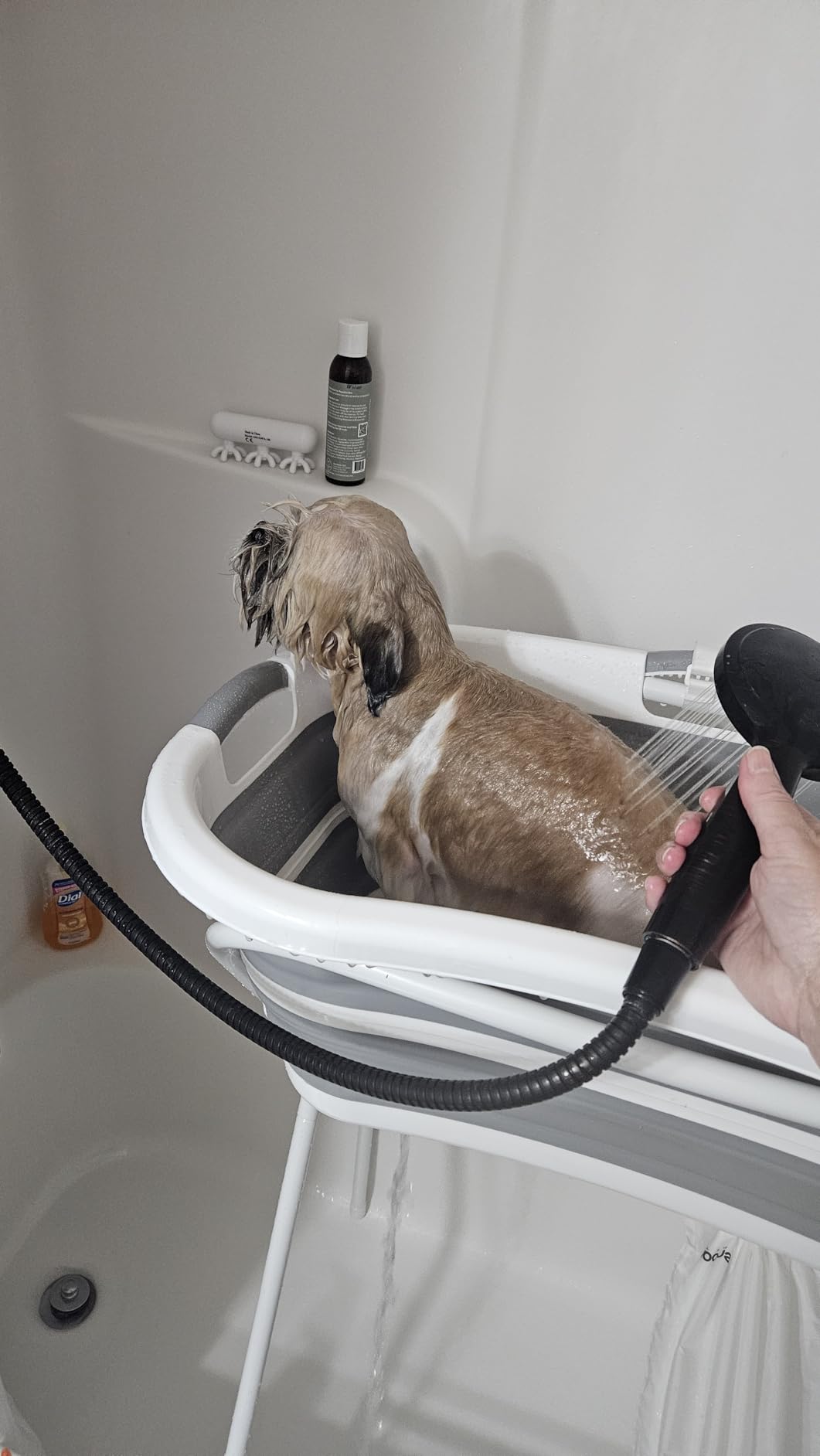 Beberoad 2 in 1 Dog Bath Tub Dog Washing Station for Bathing and Grooming, Elevated Collapsible Foldable Portable Shower Bathtub for Small Dogs Cats Pet, Indoor and Outdoor customer photo 1