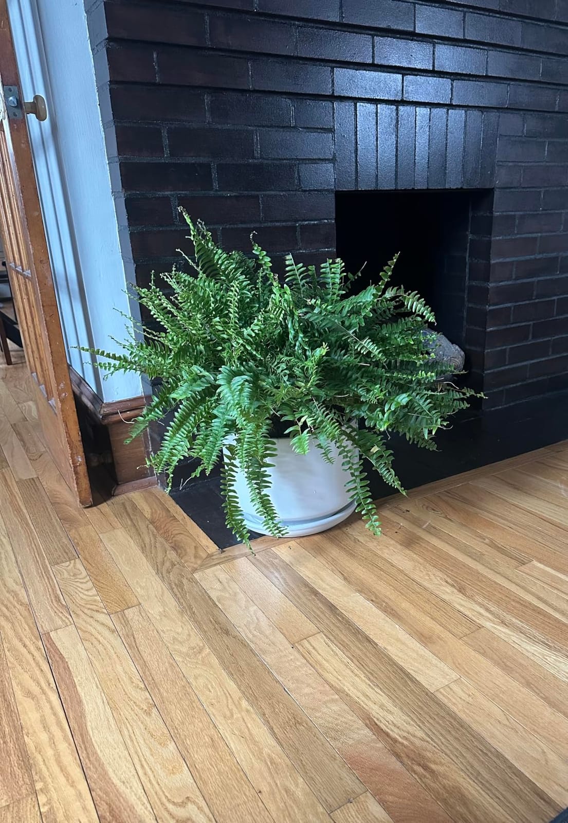 LE TAUCI 12 Inch Pots for Plants, Ceramic Plant Pots with Drainage Holes and Saucers, Elegant and Durable Large Plant Pot, Perfect for Home & Office Decor, White customer photo 1