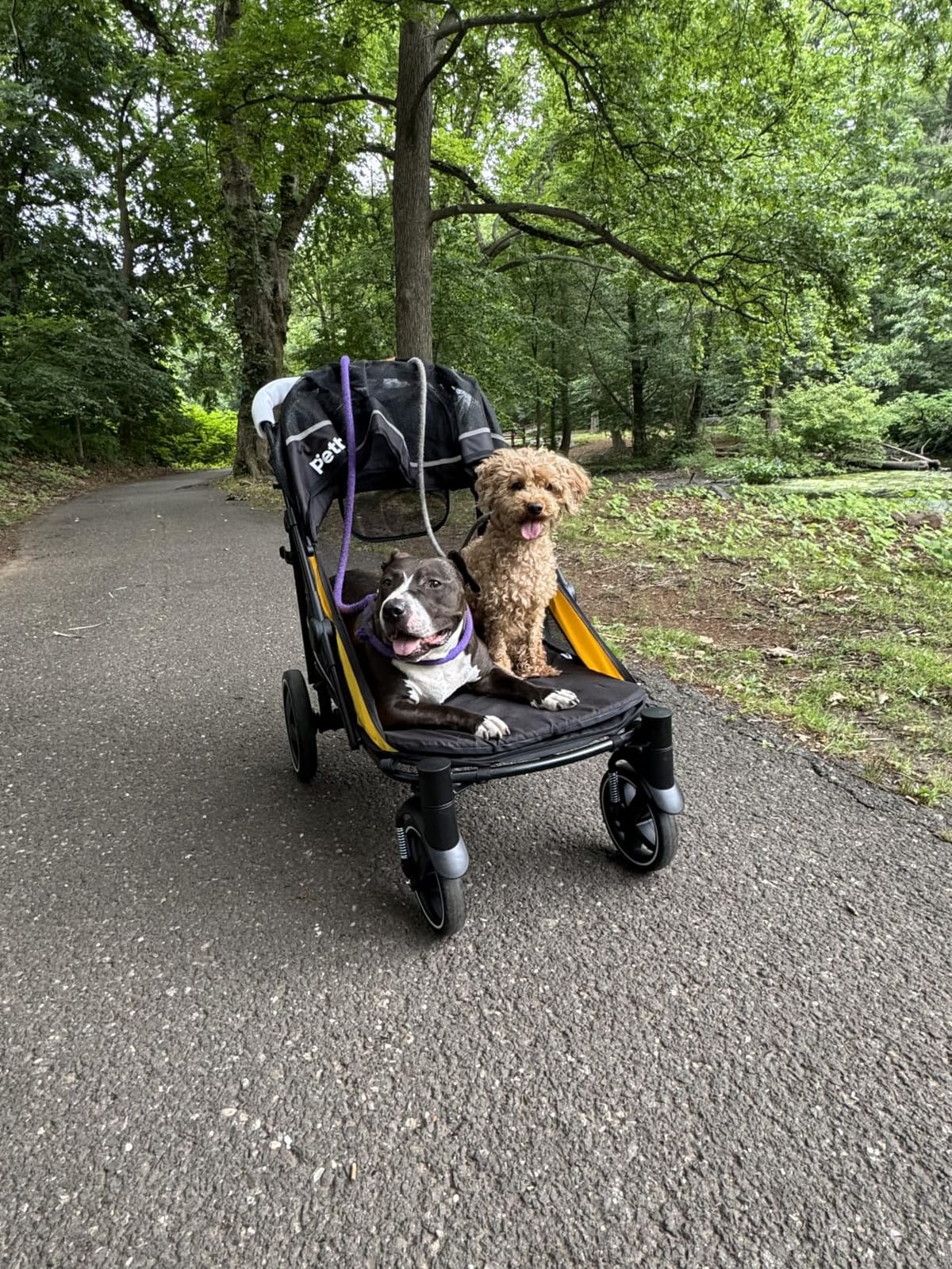 Petbobi Dog Stroller for Large Medium Dogs up to 80 lbs, Dual Entry | One-Hand Fold, One-Foot Brake, All Terrain 360 Swivel Front Wheel, Heavy Duty Air Mesh Wagon, Low Step-In for Senior Pets customer photo 2