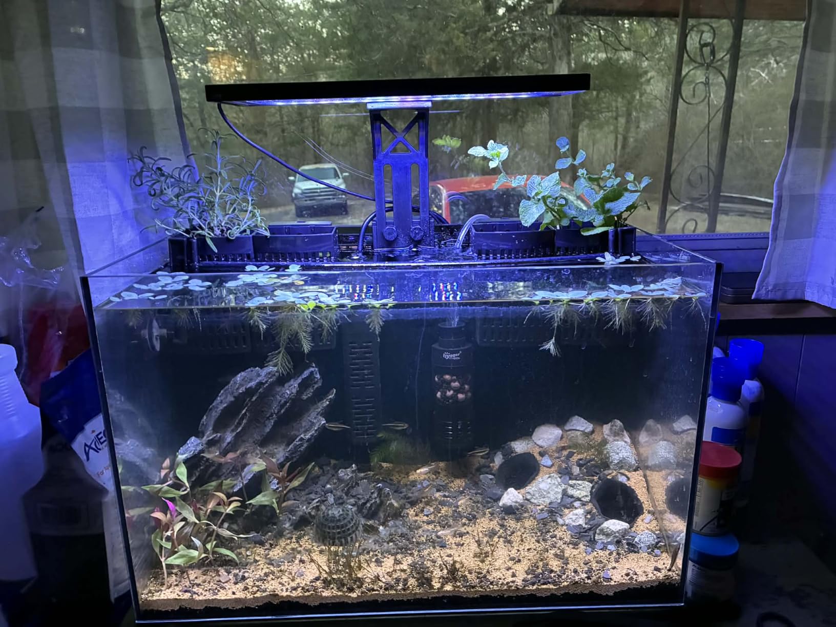 SEAOURA Clip On Aquarium Light for Plants-24/7 Fish Tank Light, 12-20 Inch customer photo 1